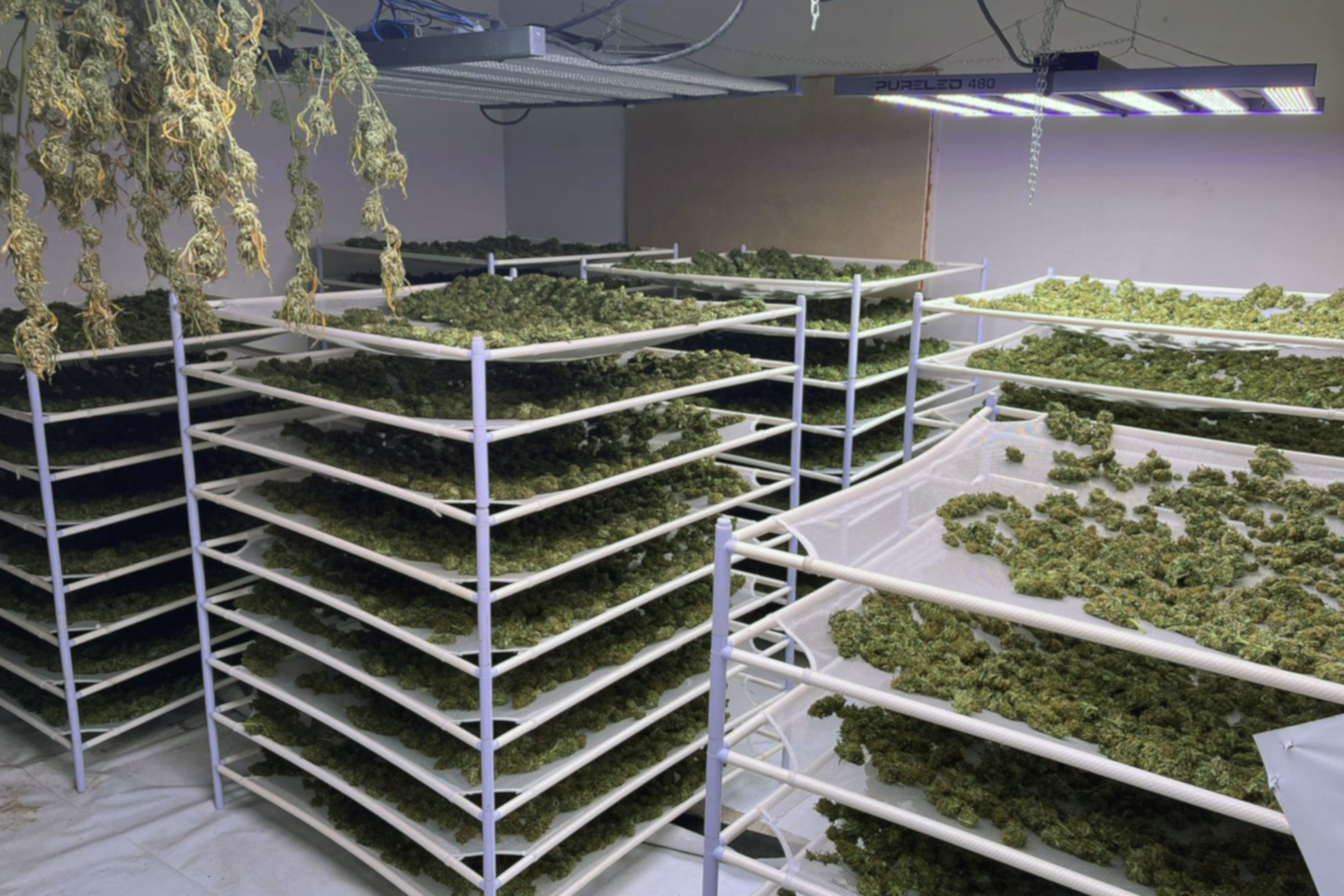 Desmantellen una plantació de marihuana i detenen quatre persones a Rubí