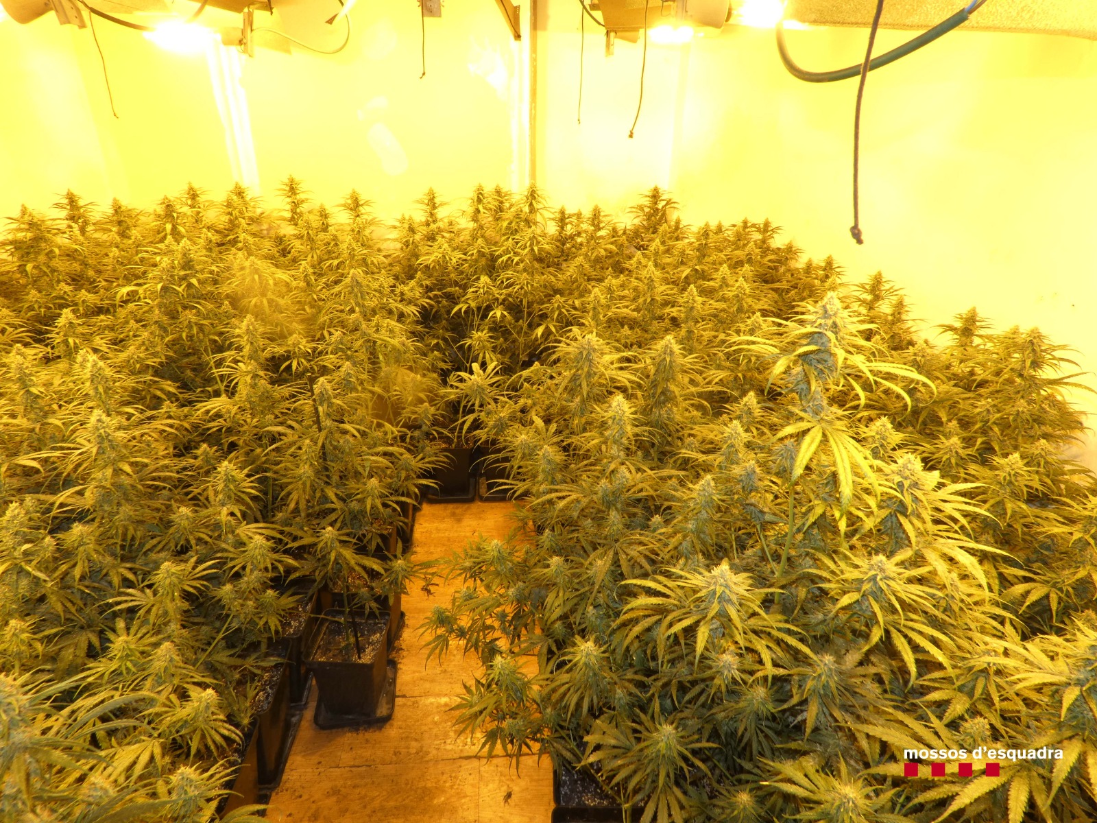 Operatiu contra el tràfic de marihuana a Terrassa