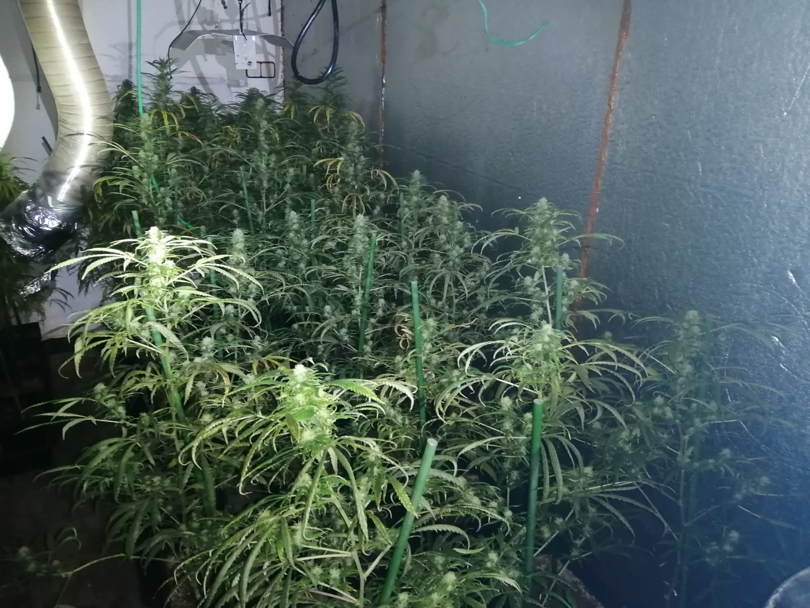 Troben una plantació de marihuana en un edifici de Terrassa