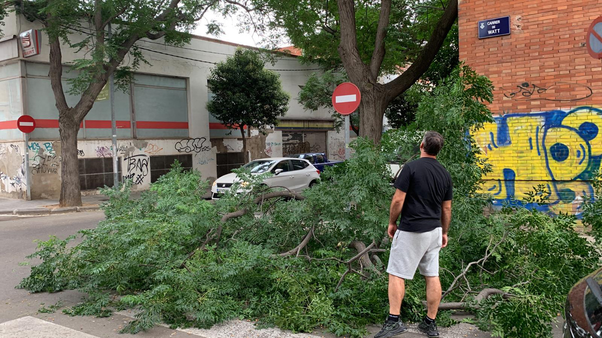 Un arbre s'esfondra a la via pública a Terrassa