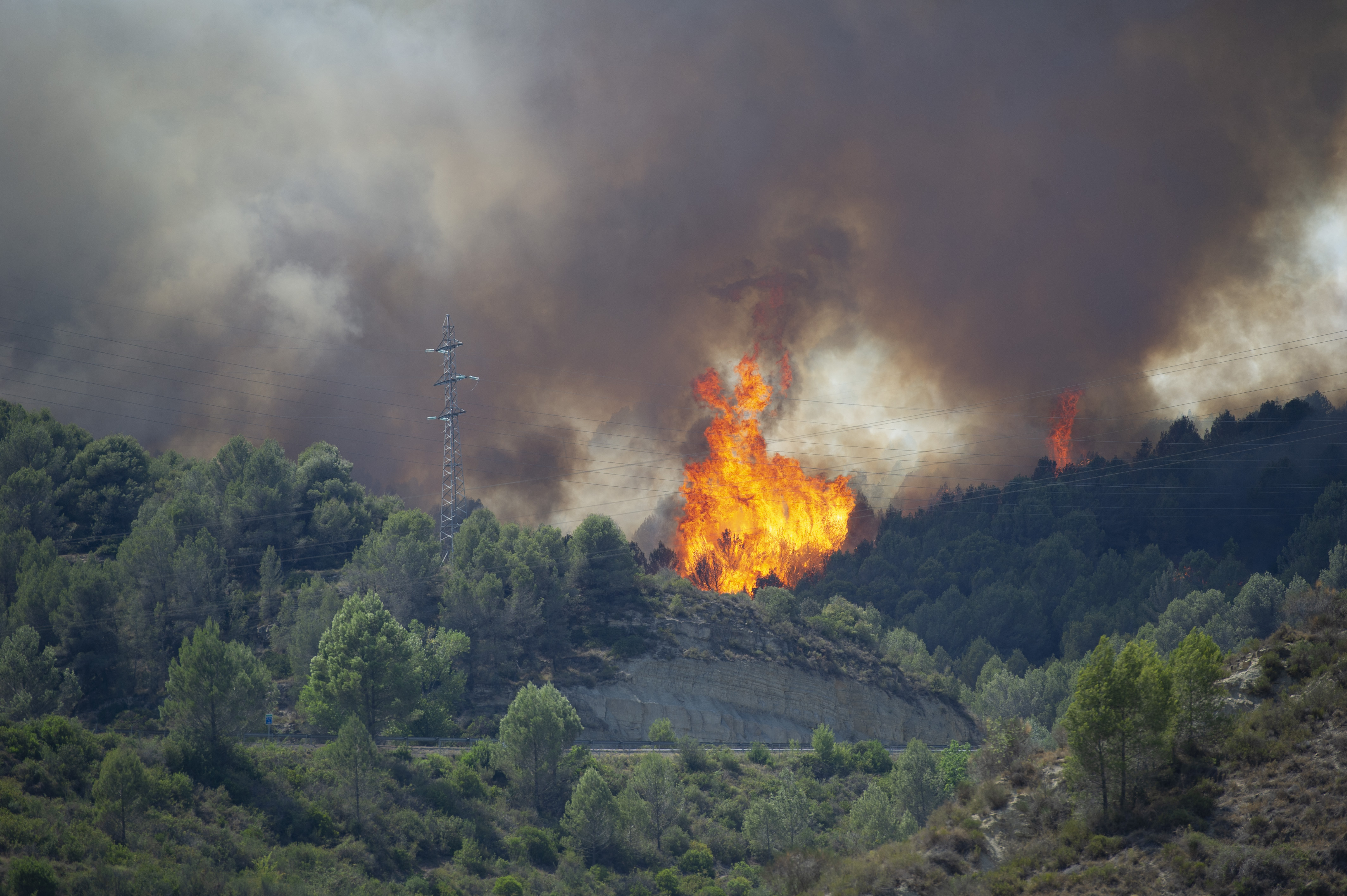 Menys danys al parc natural per la gestió del bosc - 