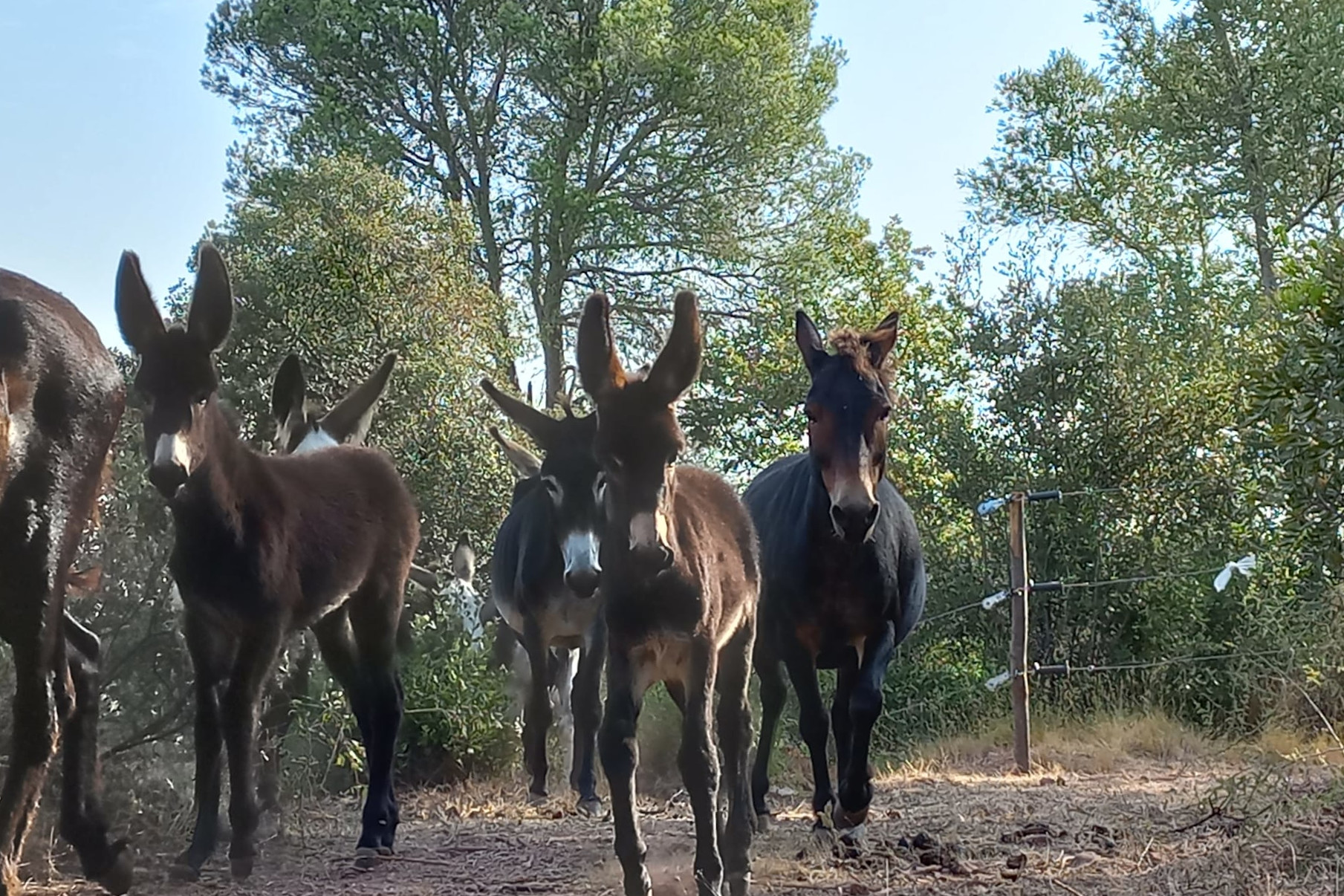 Prova pilot amb rucs per recuperar el parc de Collserola