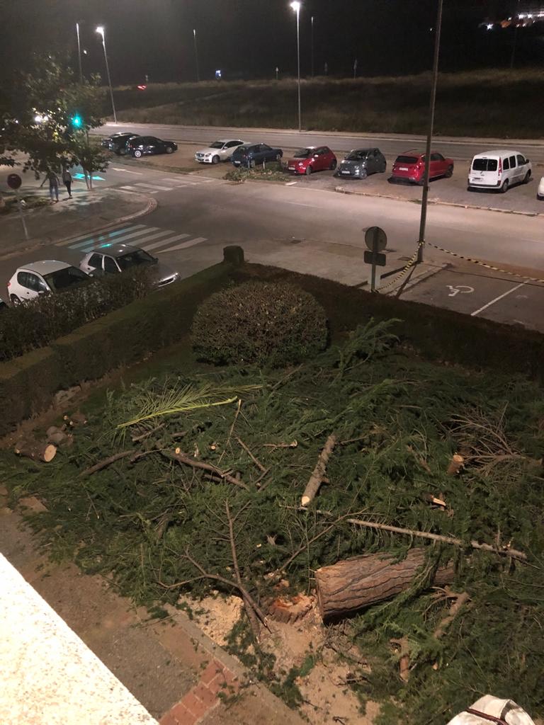 Veïns del Pla del Bonaire denuncien la tala injustificada d'una desena d'arbres