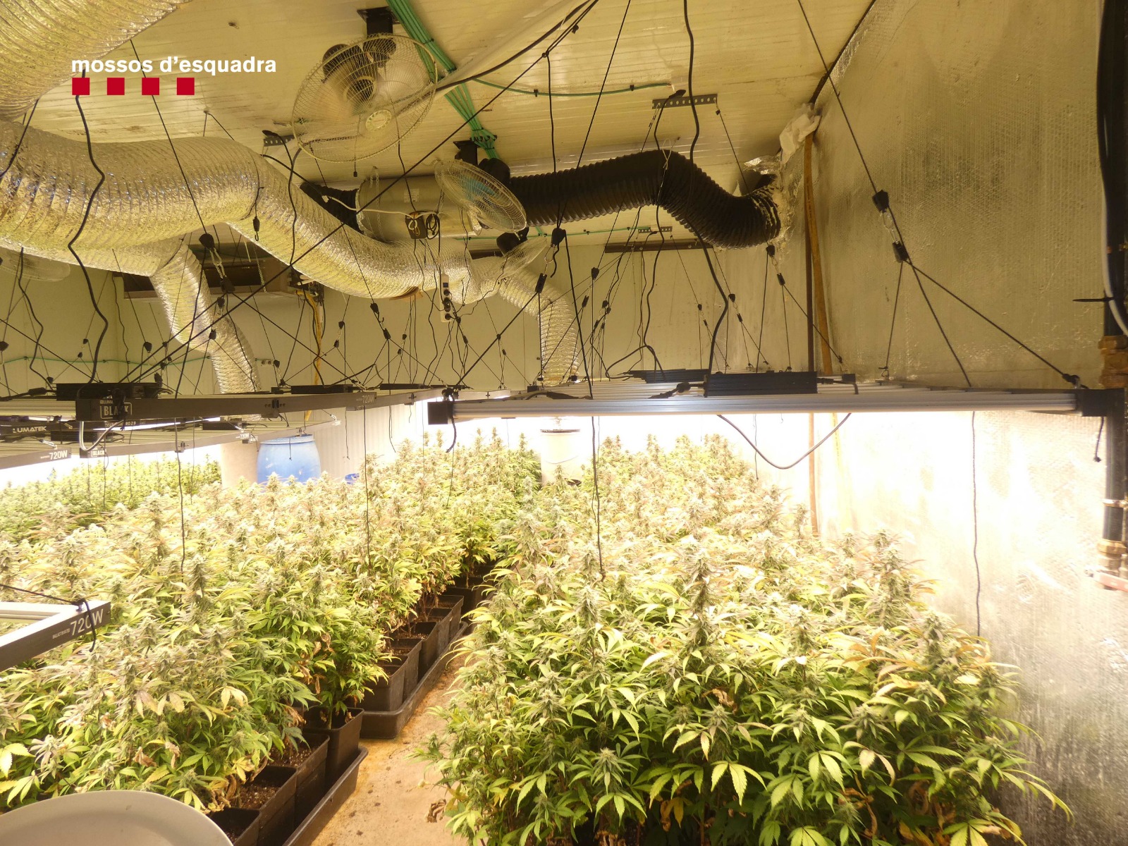 Desmantellada una plantació de marihuana a Vacarisses