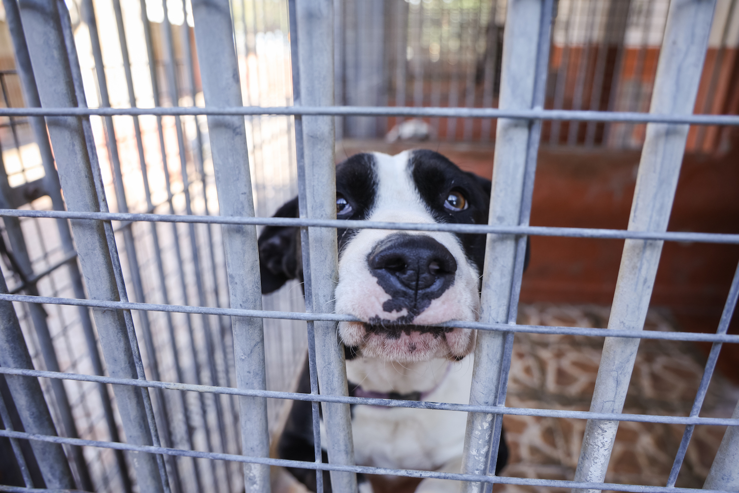 La protectora de Sabadell demana no regalar animals per Nadal