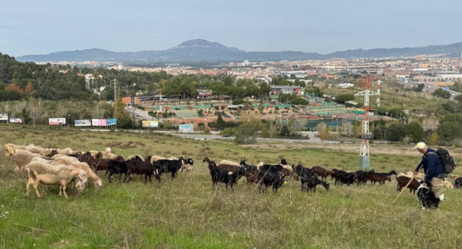 Pastura de cabres i ovelles en una finca de Sabadell
