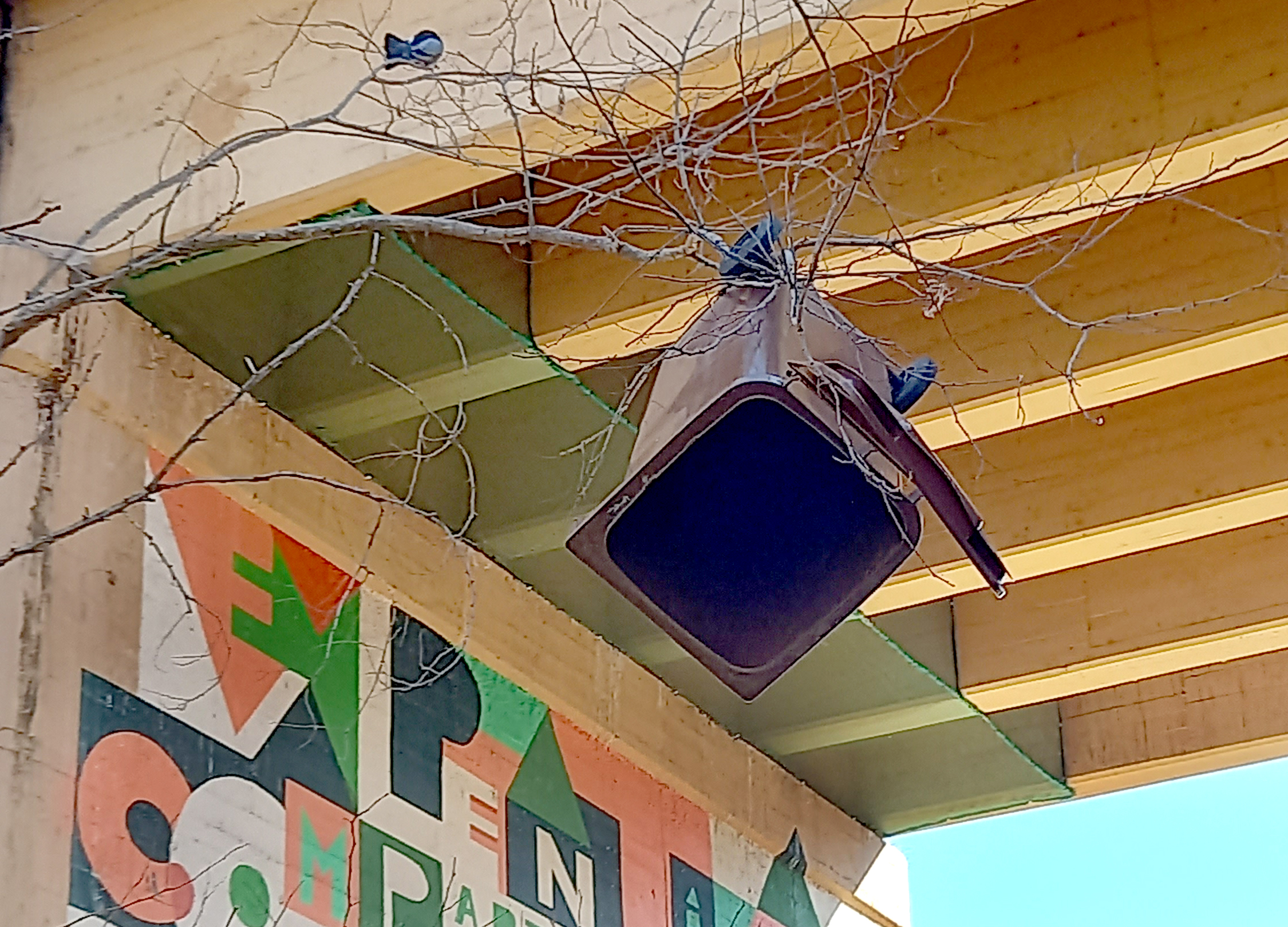 Un contenidor penjant d'un arbre a Terrassa