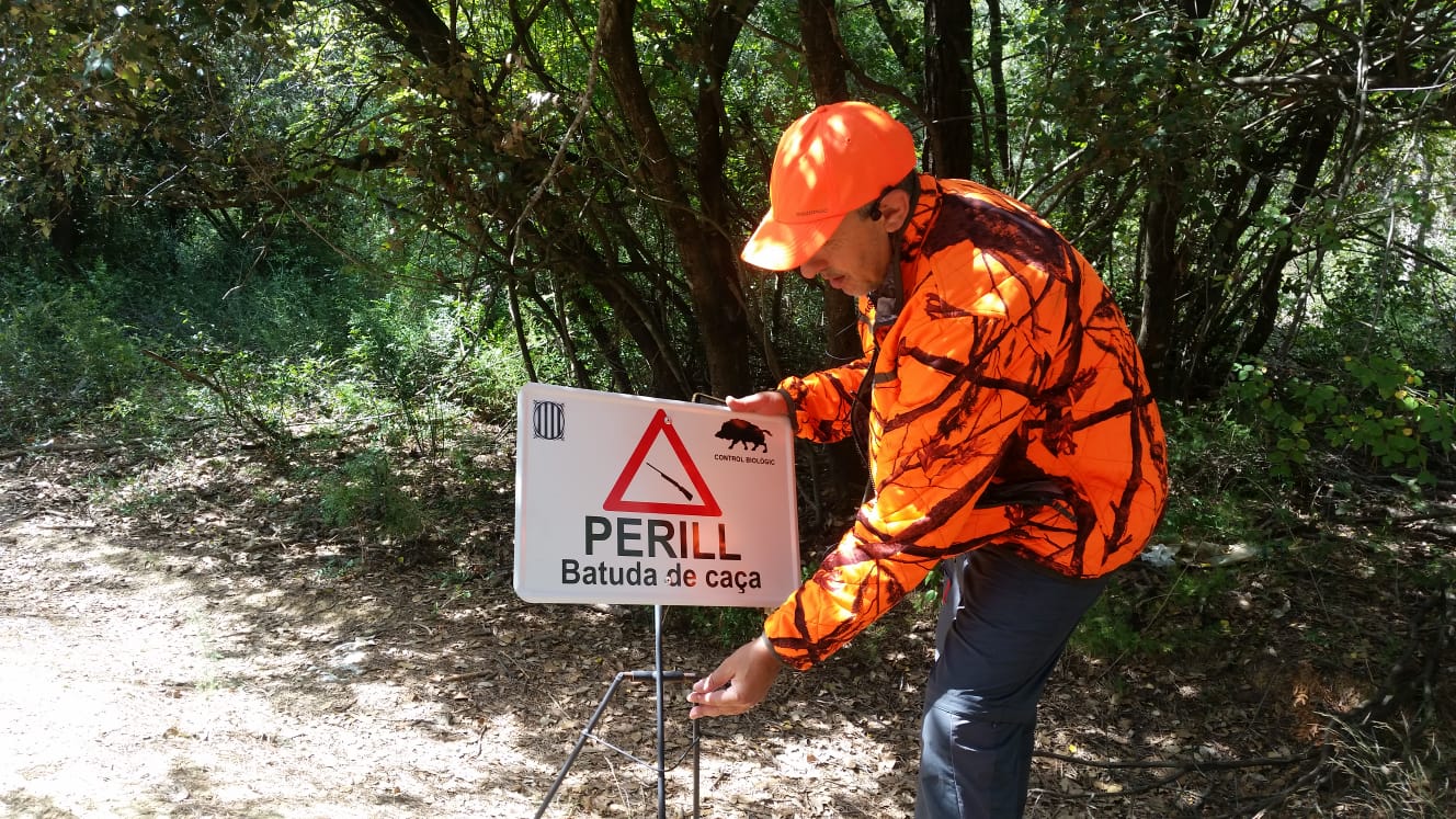 Rècord de captures de senglars a Collserola