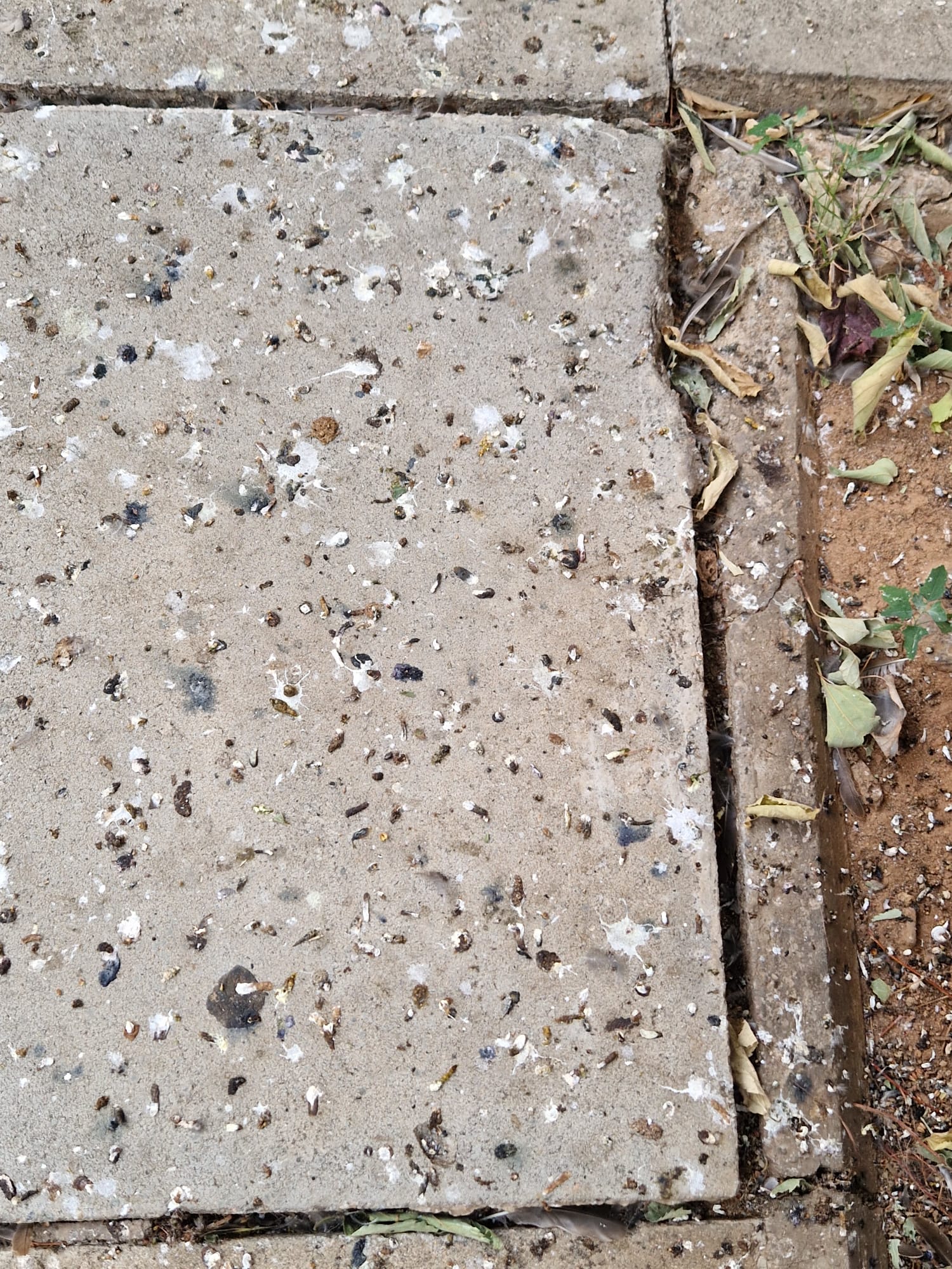 Queixes pels excrements d’ocells al carrer Corominas