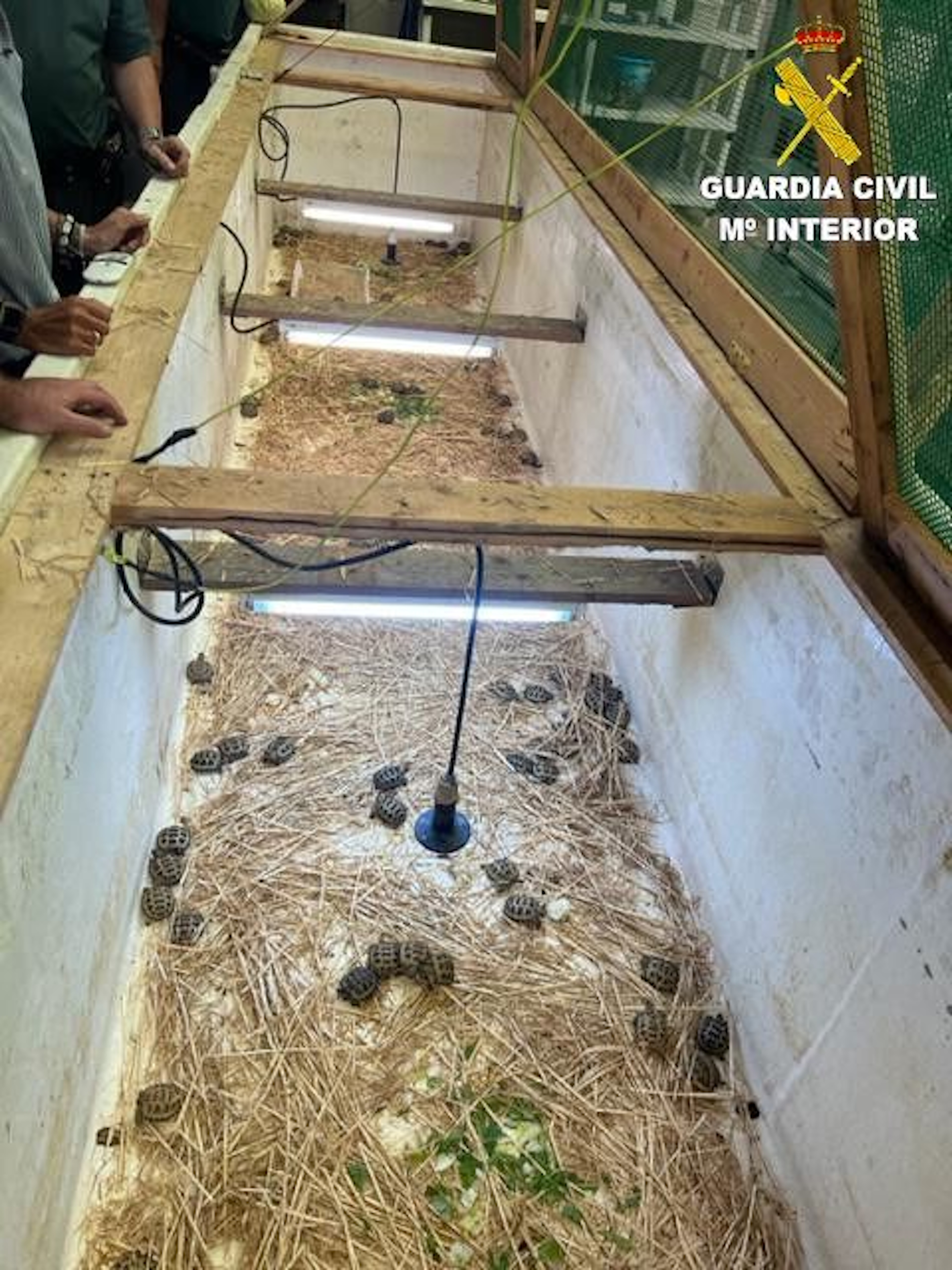 Operació Squirtle: desarticulada una organització dedicada al tràfic il·legal de tortugues