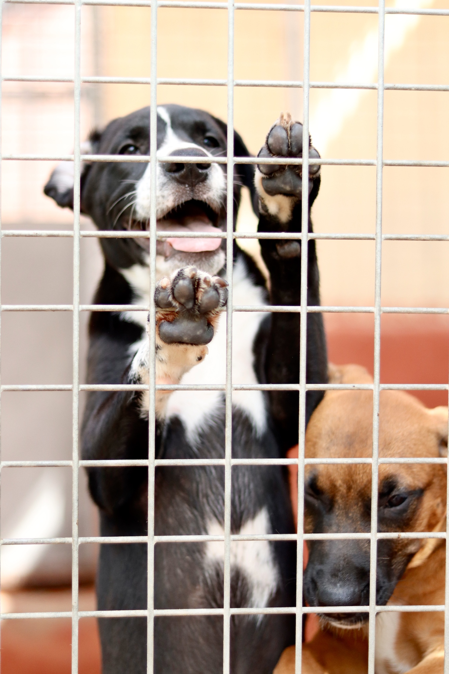 L’estiu tensa la protectora d’animals de Sabadell: 22 abandonaments a la setmana