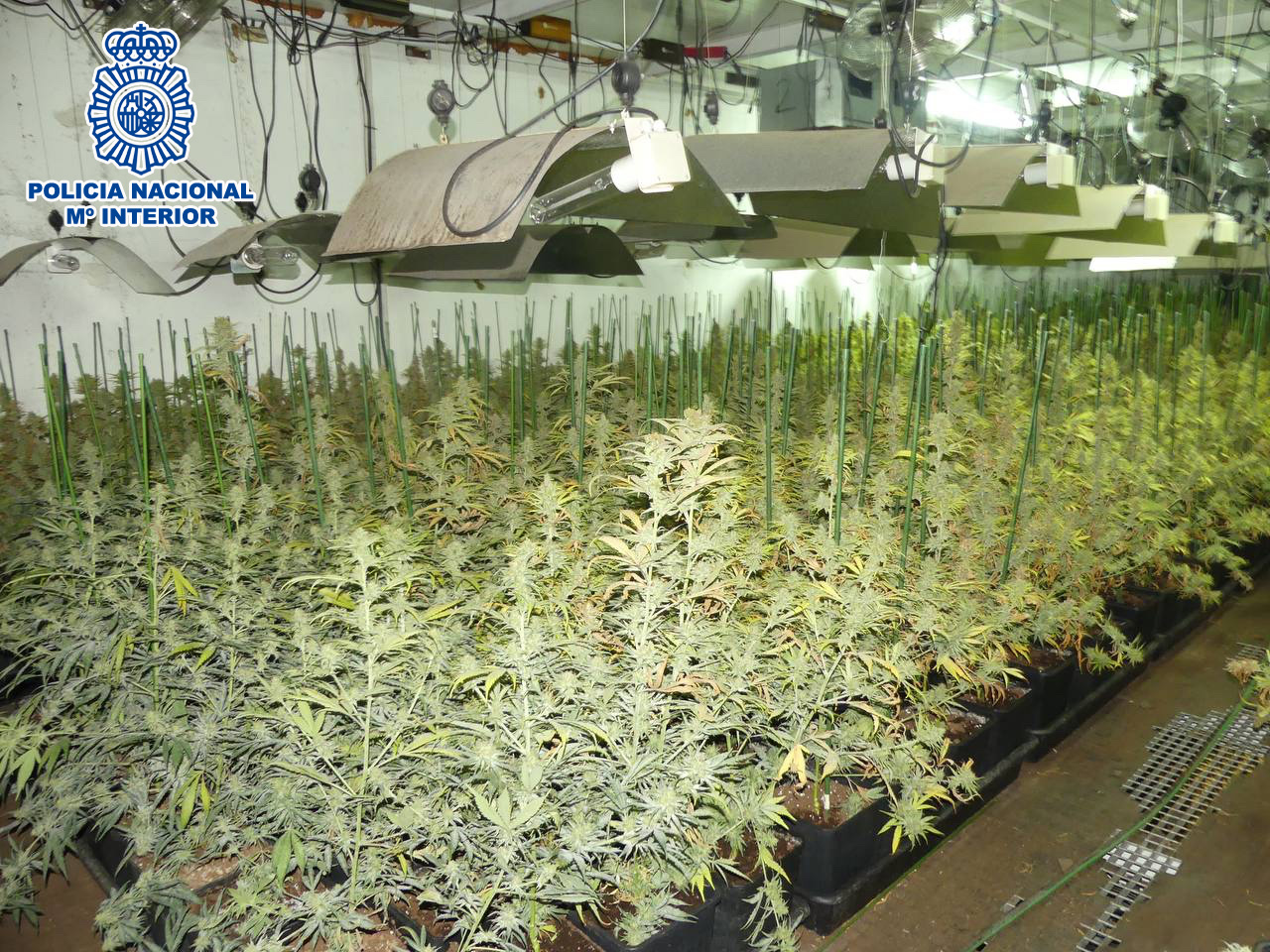 Un anònim permet descobrir a Terrassa 1.666 plantes de marihuana
