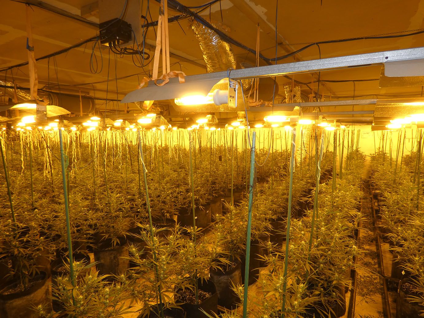 Dos detinguts i 2.000 plantes de marihuana comissades a Terrassa