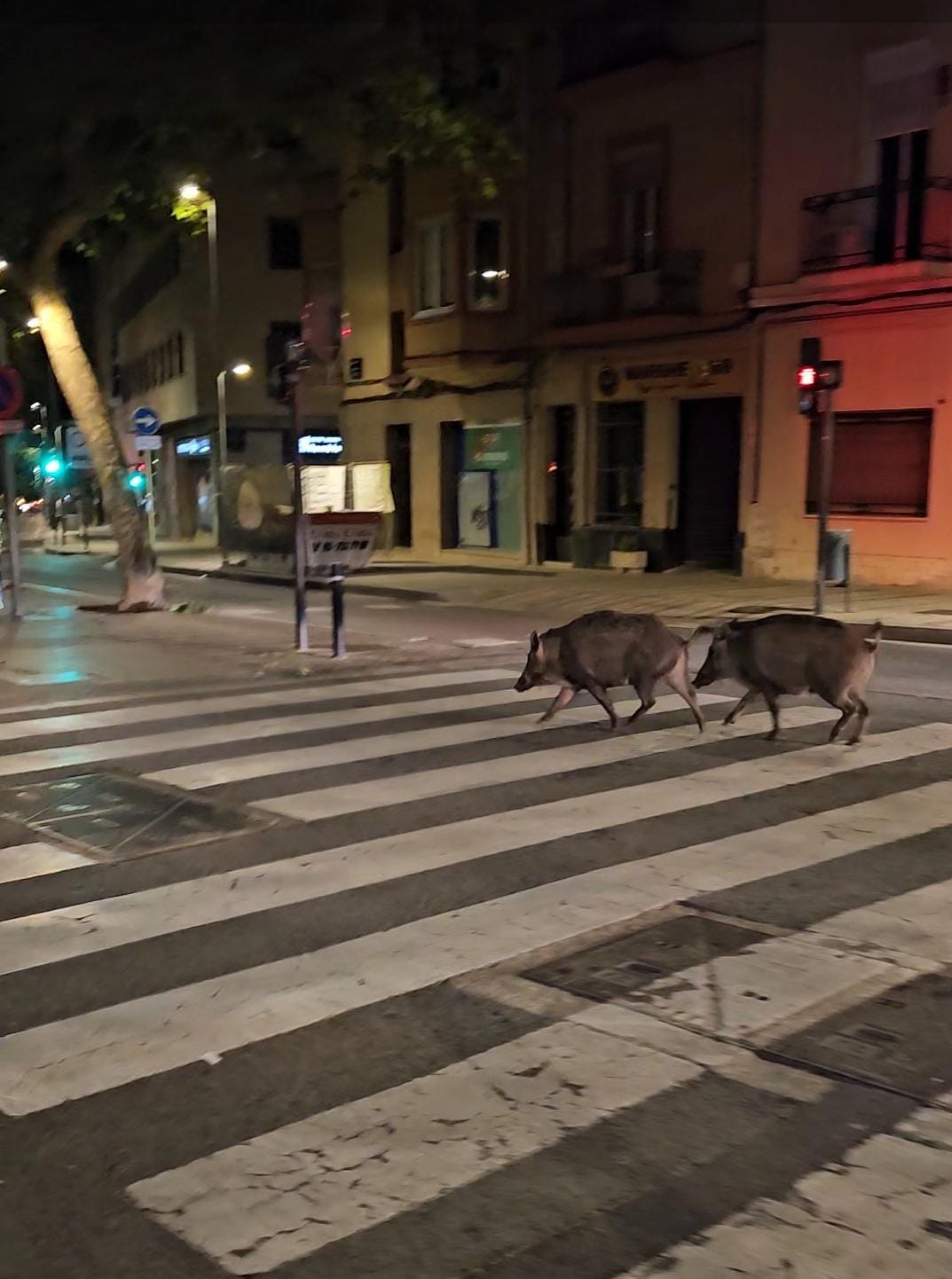 Porcs senglars en ple centre de Terrassa - 