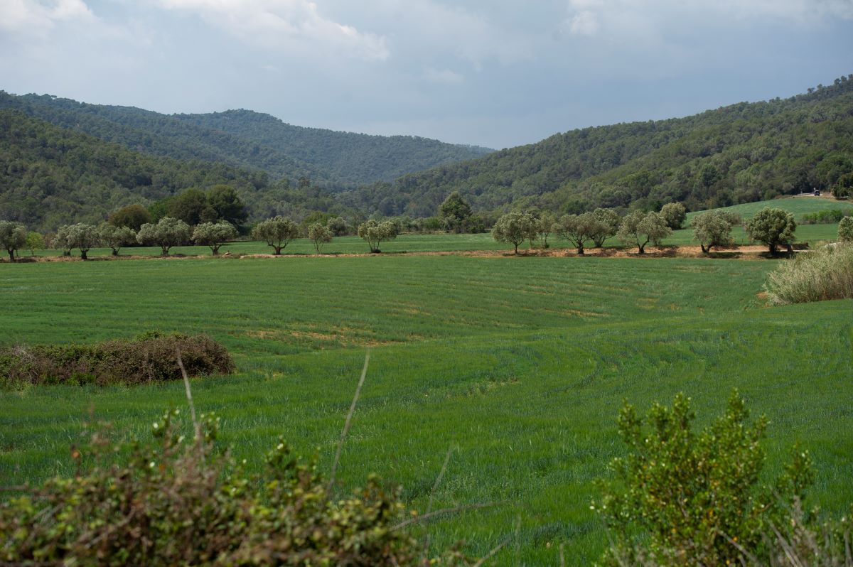 “Em fa molta gràcia que em diguin que soc molt apanyada” - 