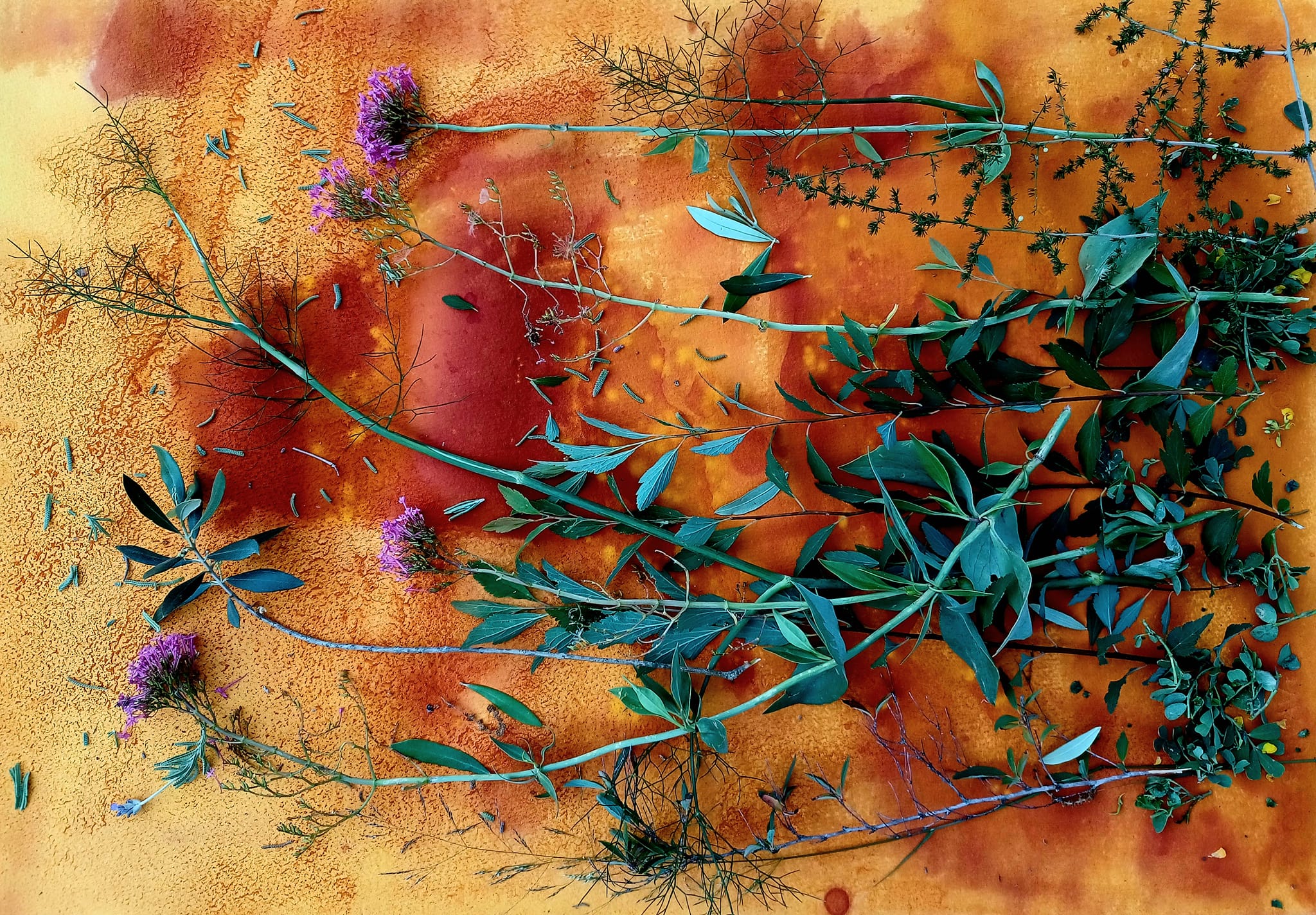 Recuperant les fotografies amb plantes