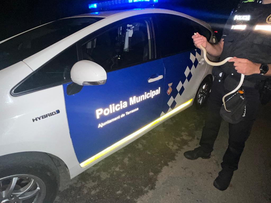 La policia de Terrassa recull una serp