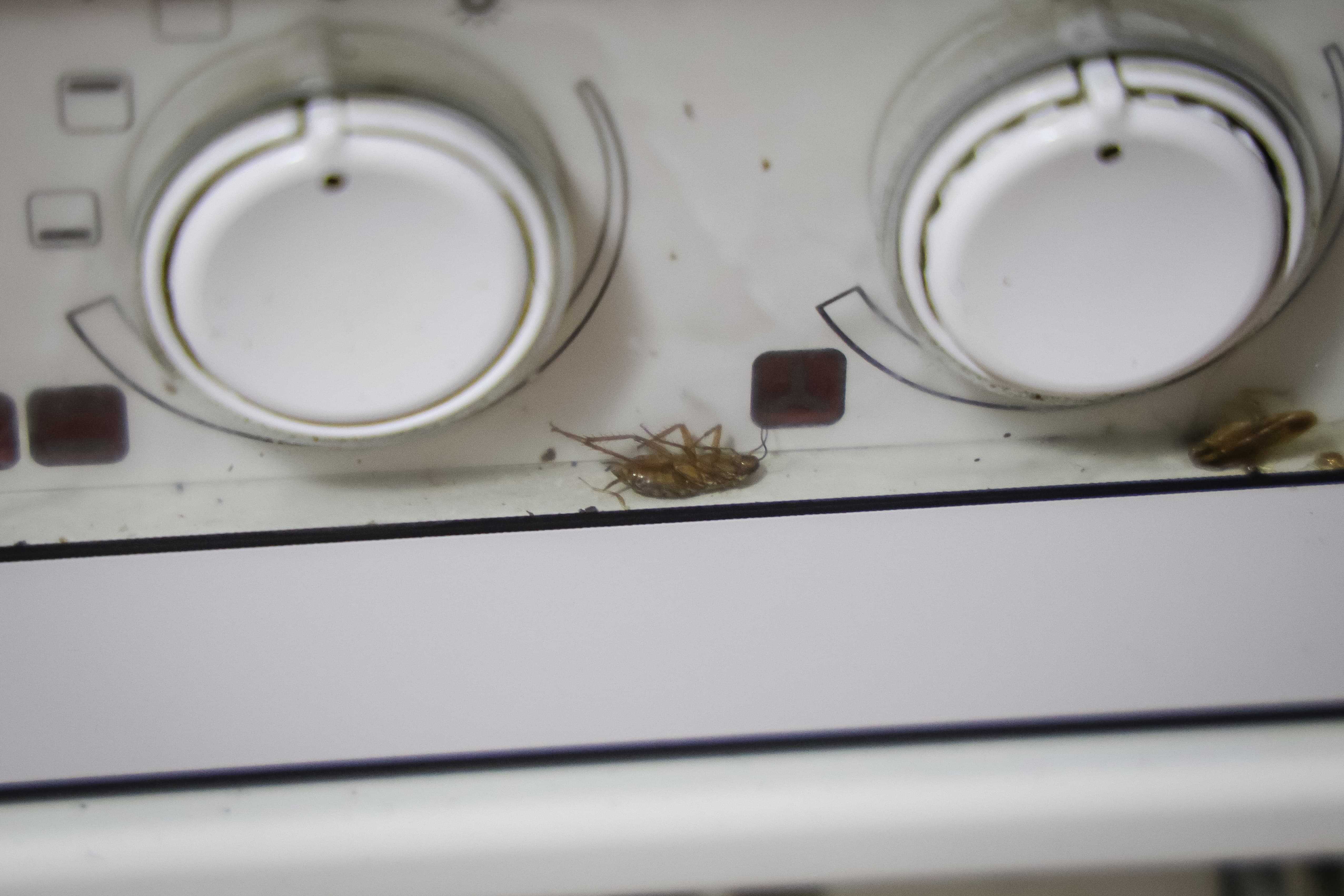 Preocupació per l'augment de plagues: 