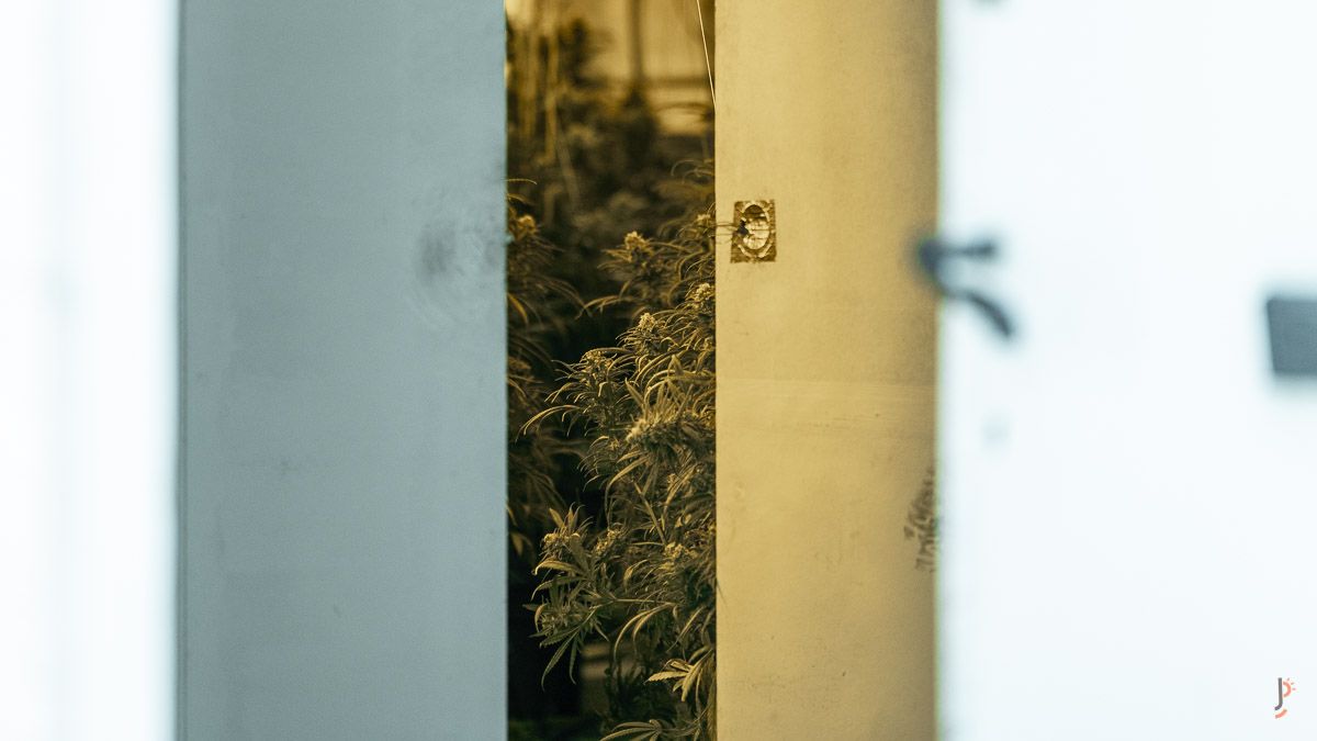 Els Mossos desmantellen una gran plantació de marihuana a Sabadell