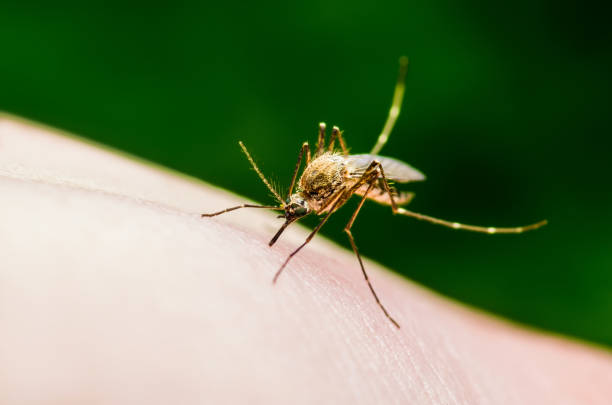 Deu solucions per evitar que et piquin els mosquits - 