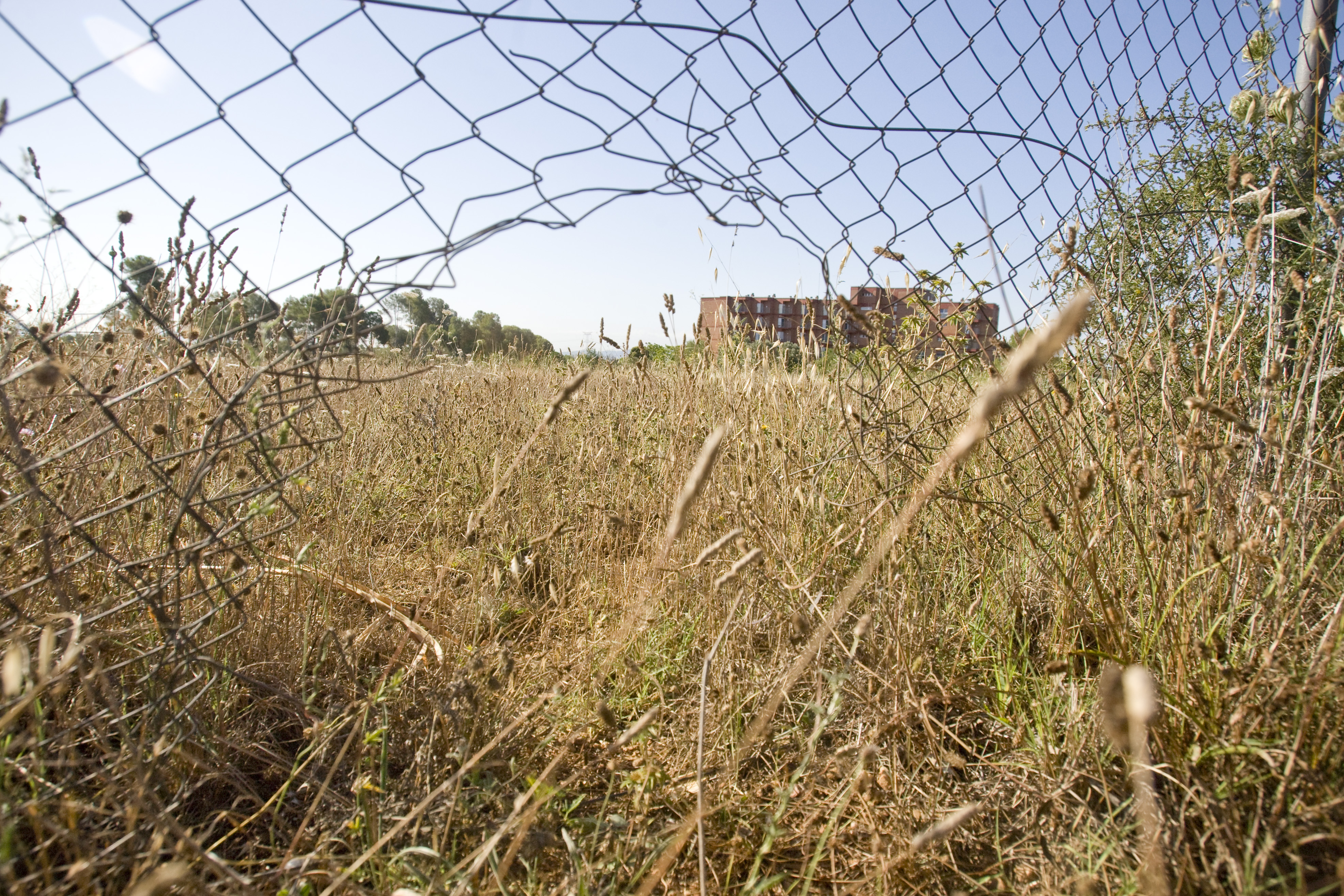 Que els senglars no malmetin la vinya a Terrassa