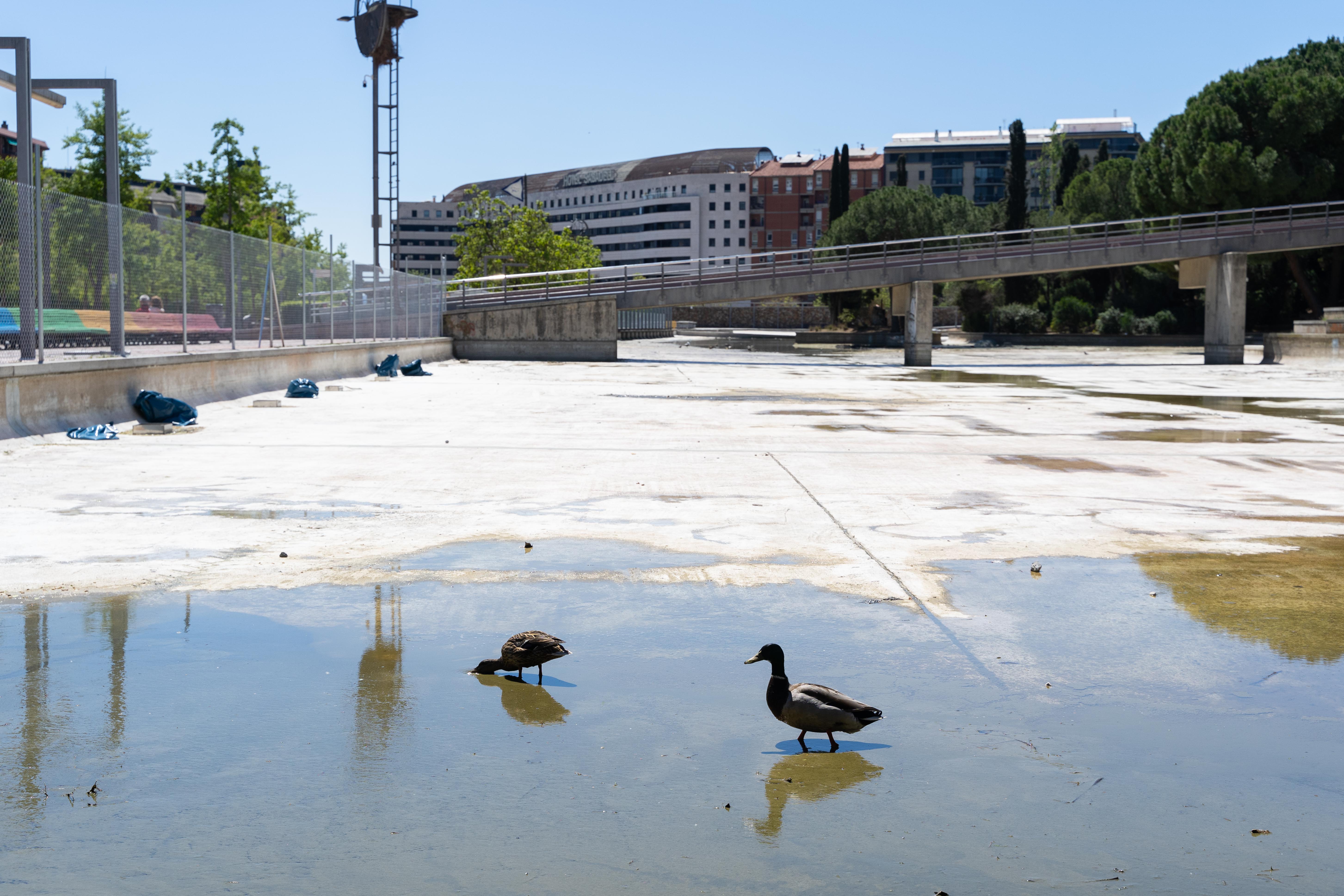 Traslladaran els ànecs del parc de Catalunya