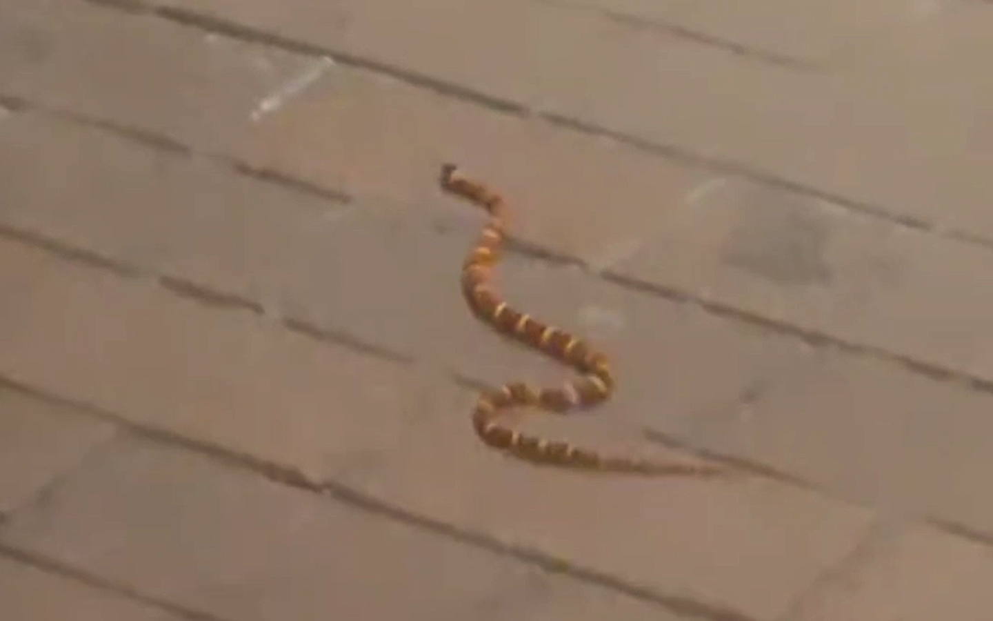 VÍDEO | Una serp es passeja pel carrer del Camí Fondo de Terrassa