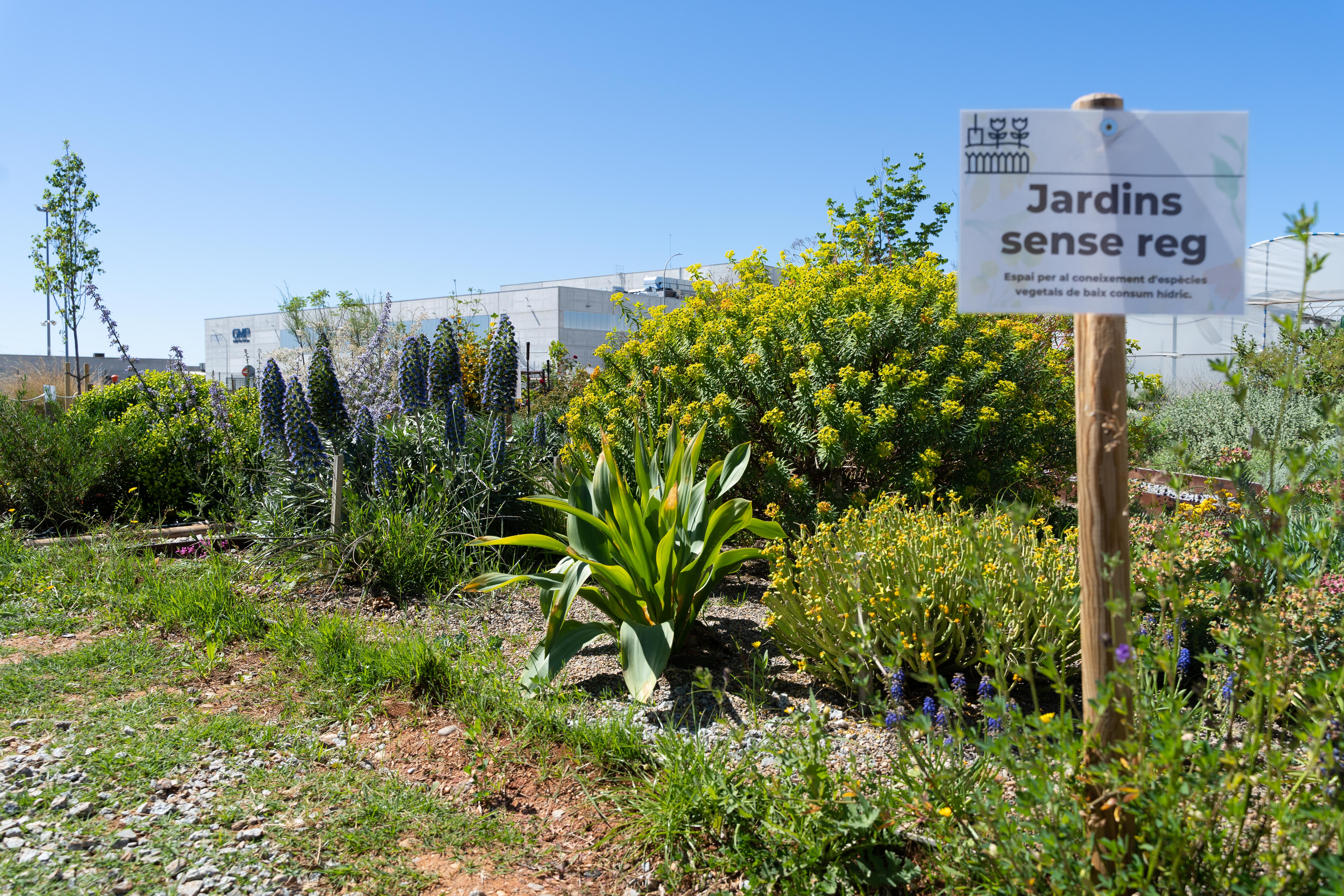 El jardí que sobreviu sense aigua: un 'miracle' a Castellar en plena sequera - 