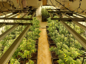 Desmantellada una plantació de marihuana en un local de Barberà