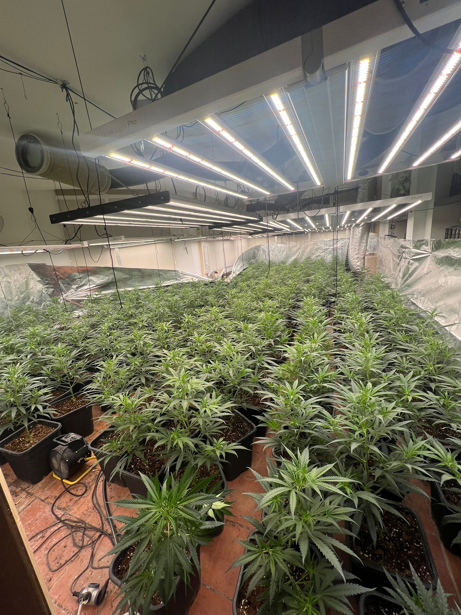 Tres detinguts a Matadepera en el decomís de més de mig miler de plantes de marihuana