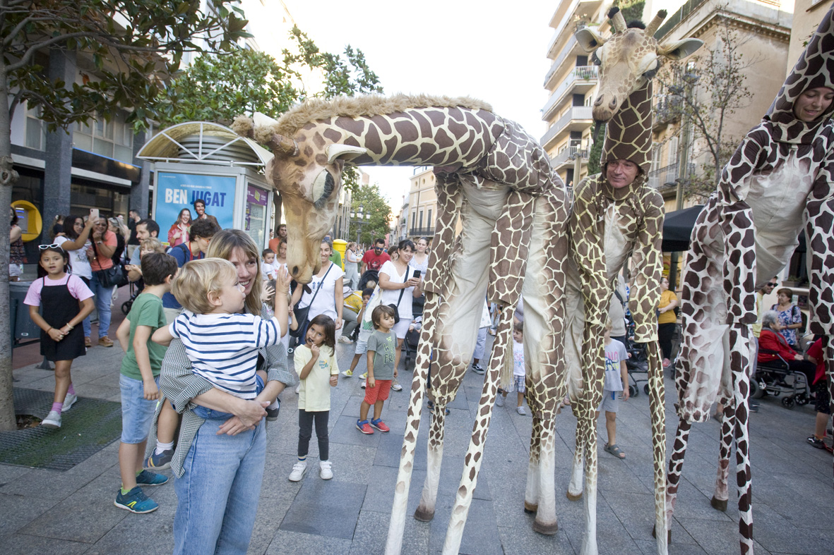 FOTOS | Unes girafes passegen pel centre de Terrassa