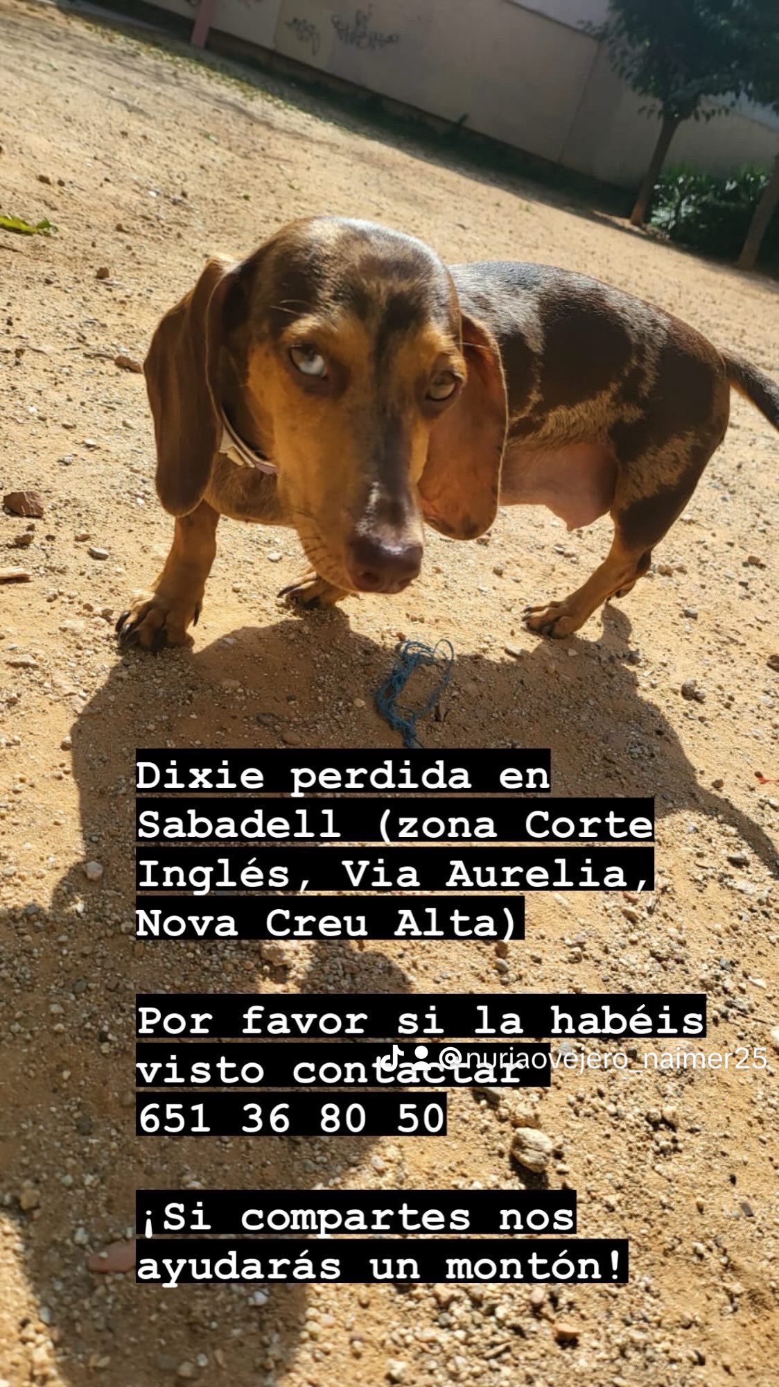 Demanen ajuda per trobar un gos perdut a Sabadell