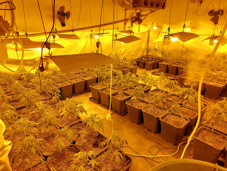 Desmantellen un local amb més de 1.500 plantes de marihuana