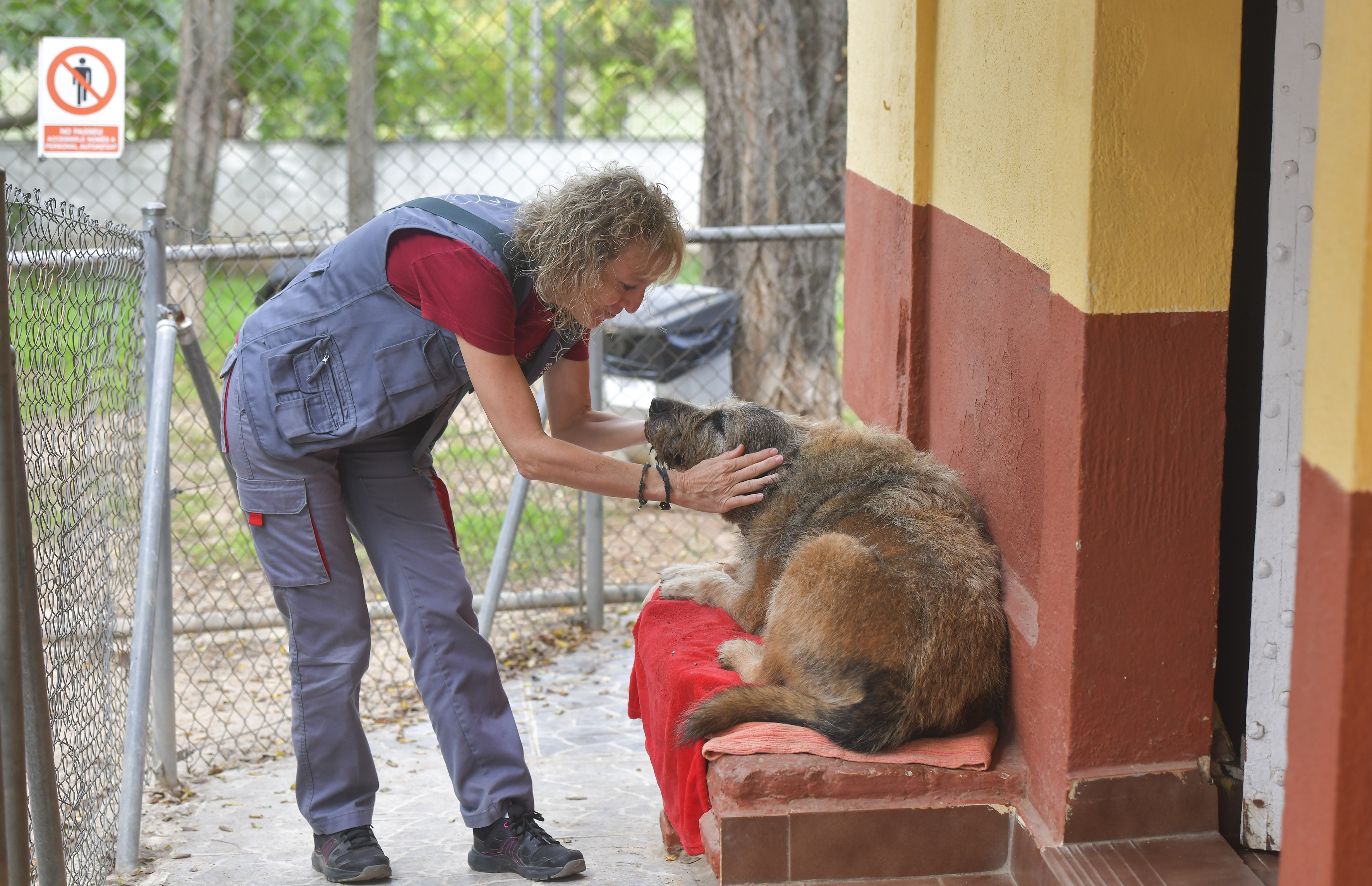 La nova llei de benestar animal, un avenç necessari: “S’ha fet un pas, però en calen més”