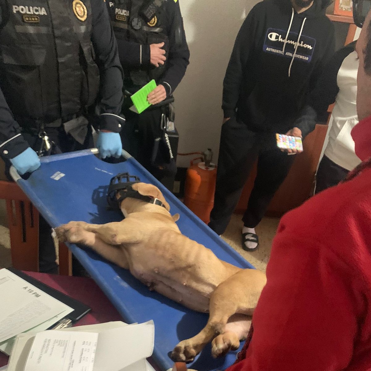 Troben un gos ferit i desnodrit a Terrassa