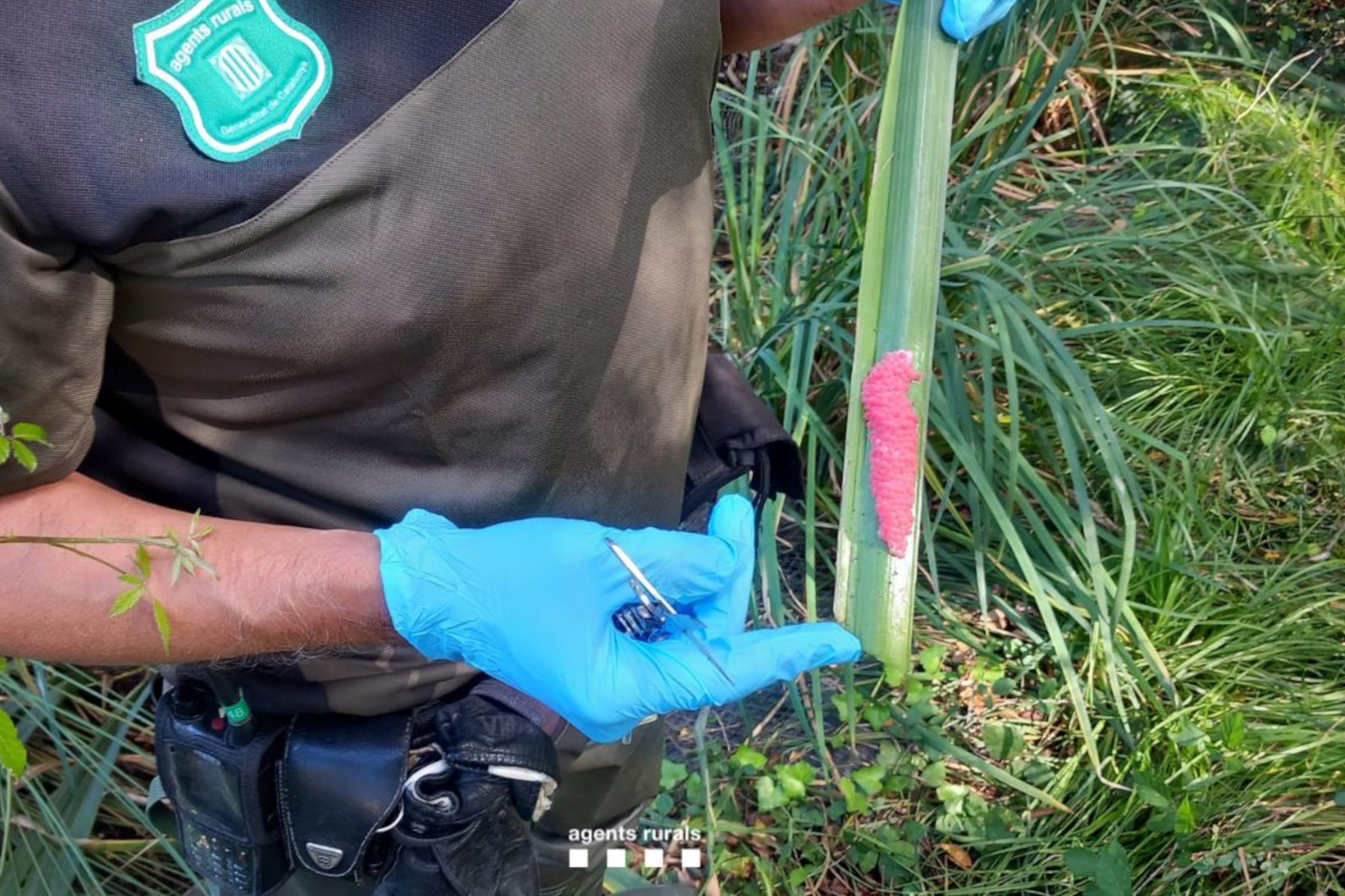 Troben un focus de cargol poma en una bassa de Sabadell, una de les espècies invasores més perjudicials