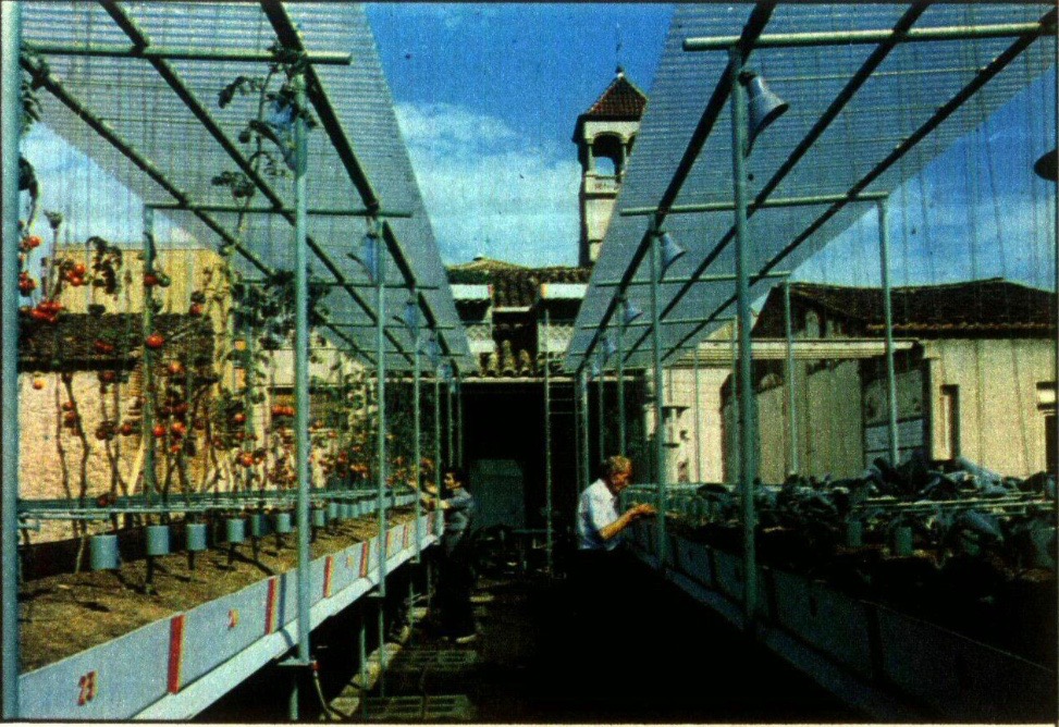 HISTÒRIA | L’hort urbà dels germans Sarrà
