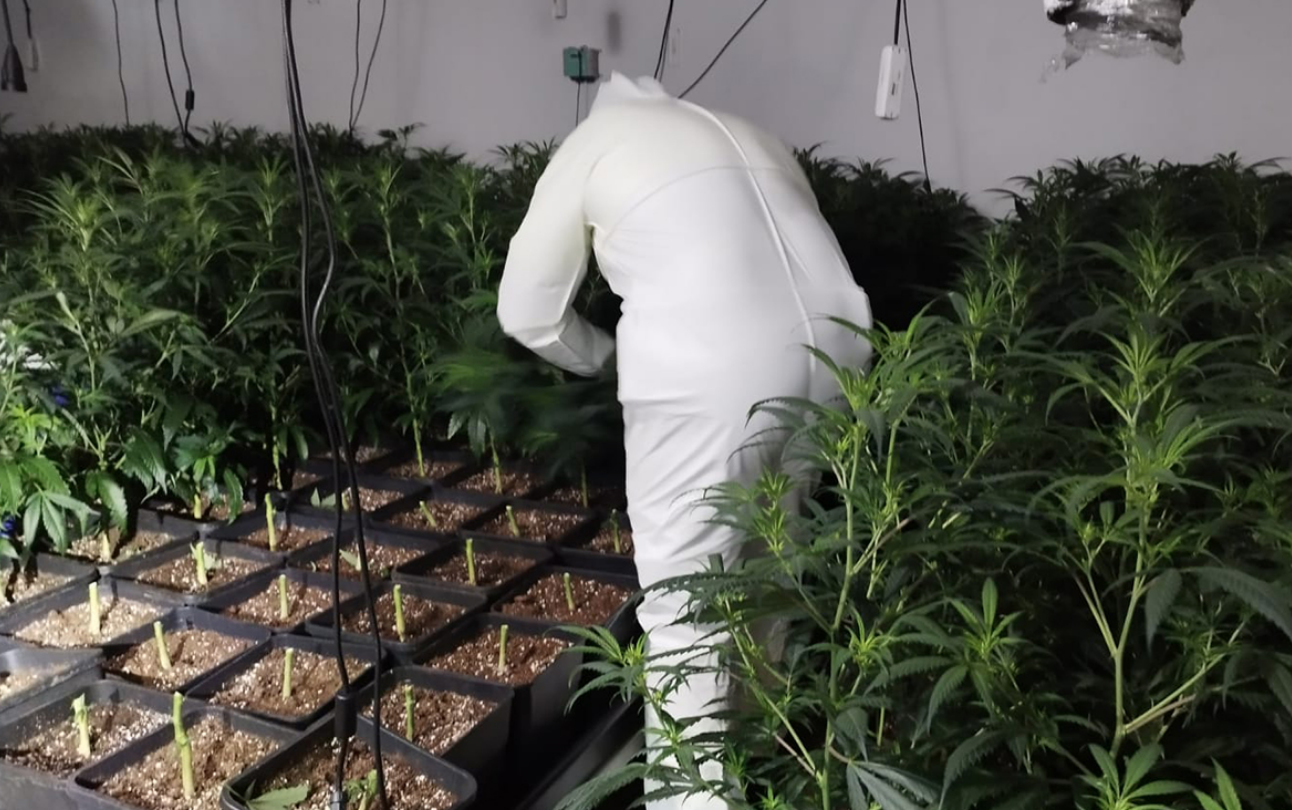 Un incendi i un desallotjament destapen dues grans plantacions de marihuana