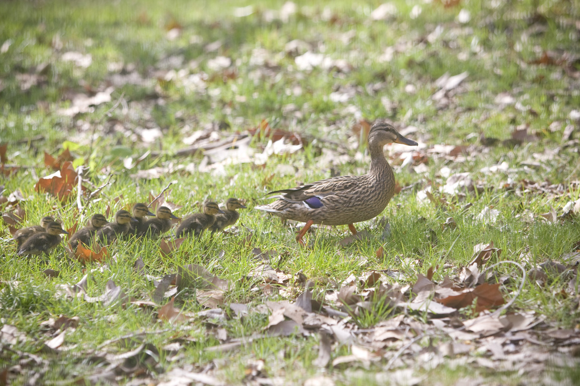 FOTOS | Els nous habitants del parc de Vallparadís