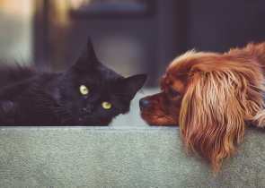 El factor que influeix més en el comportament de les mascotes, segons un veterinari 