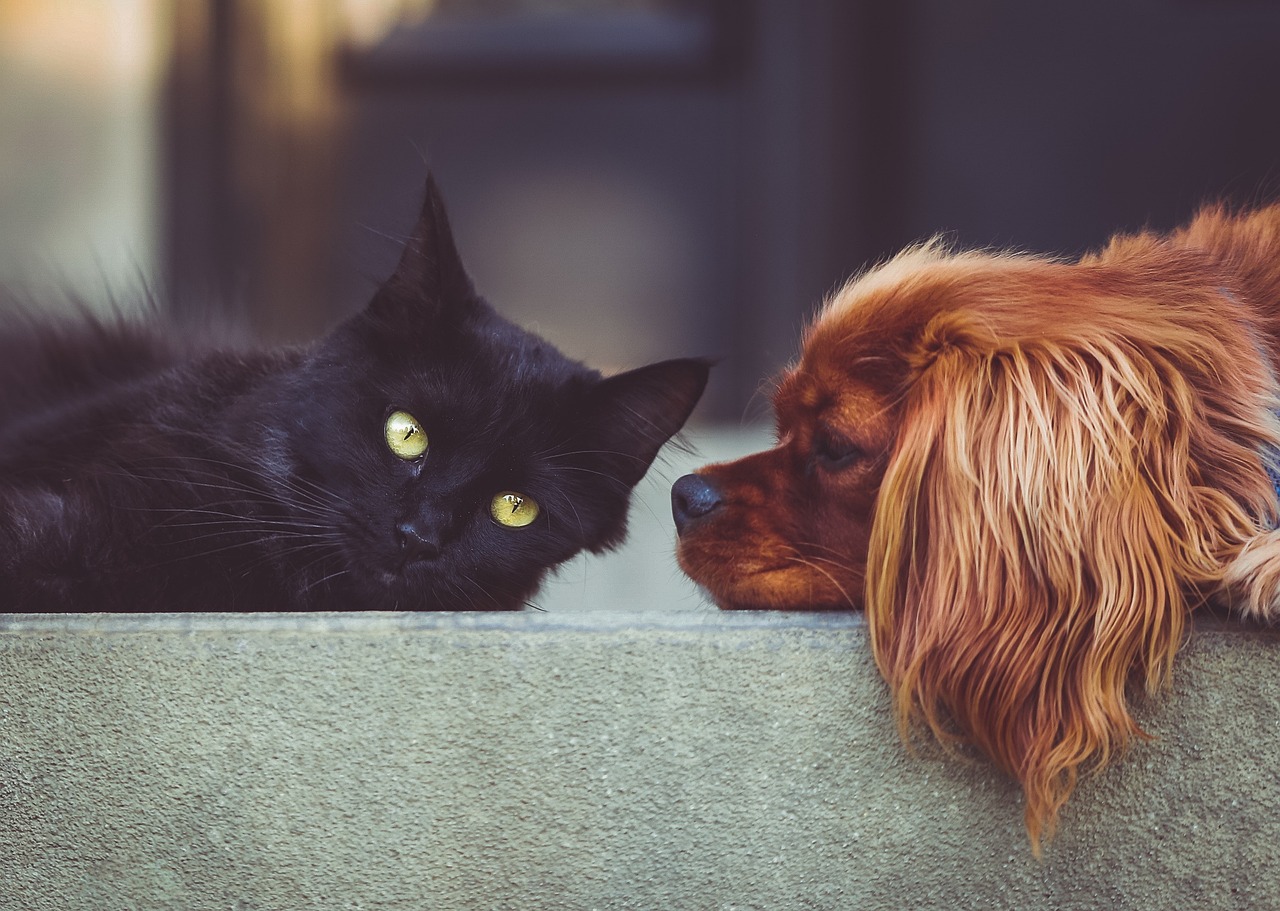 Consells per protegir les mascotes durant la revetlla