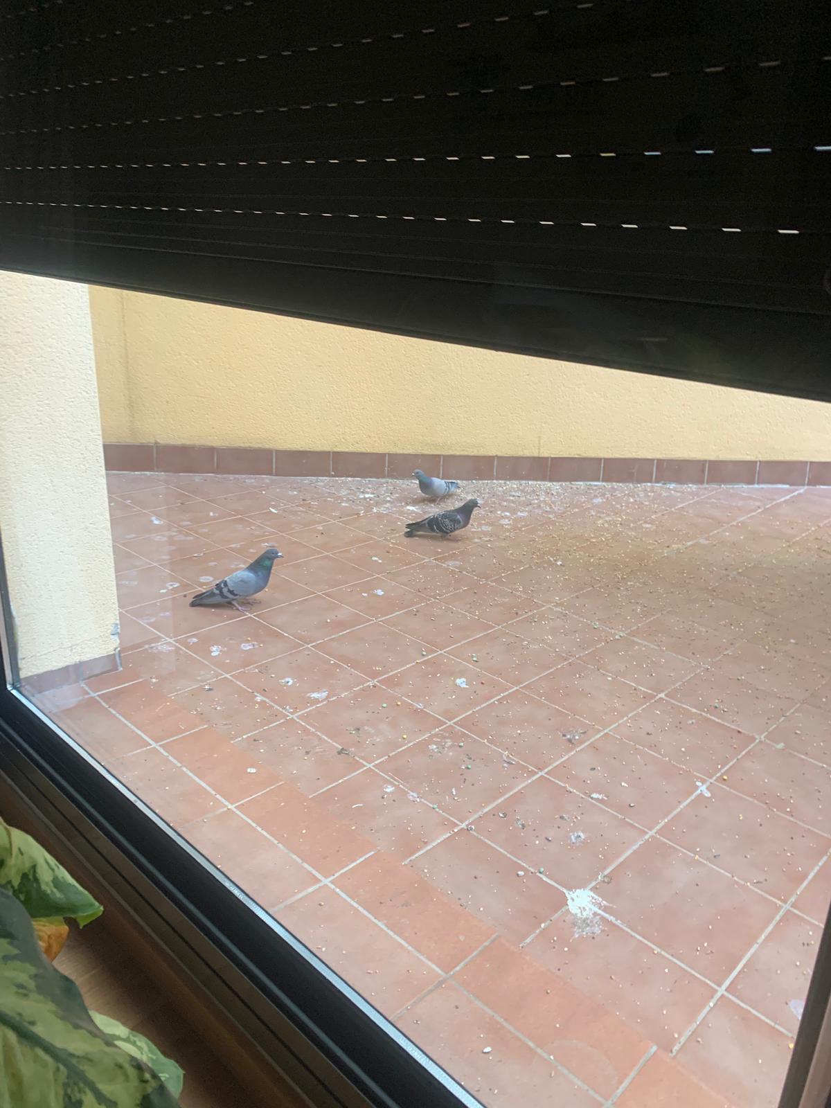 Nou conflicte veïnal per l'alimentació de coloms: 