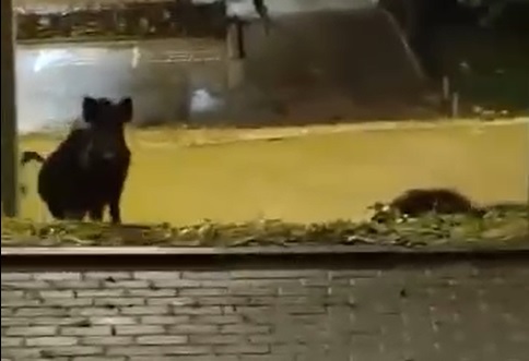 VÍDEO | Un grup de porcs senglars es passeja per Can Jofresa