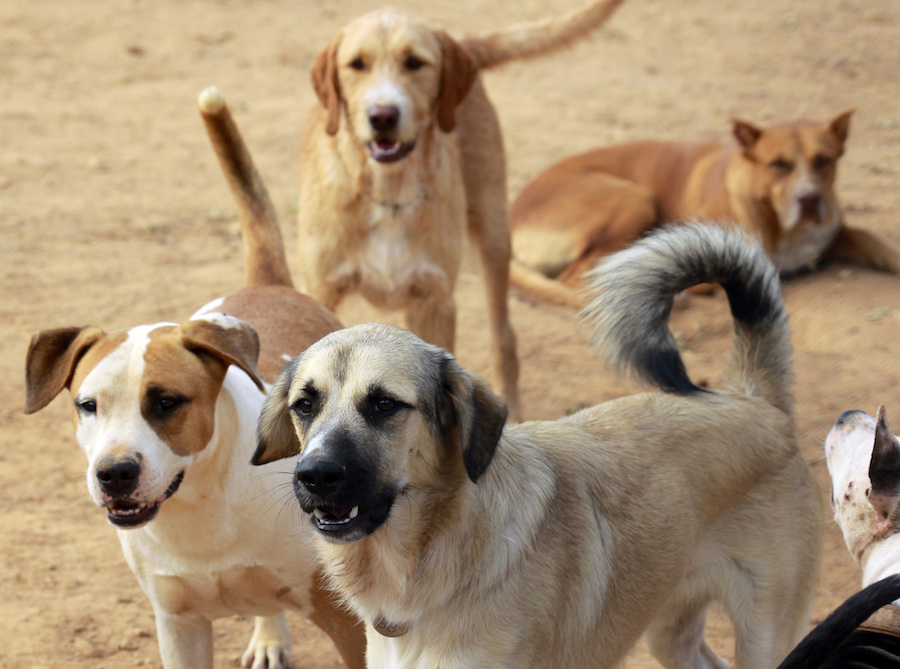 Es prorroga el contracte per a la recollida d'animals perduts o abandonats a Sabadell