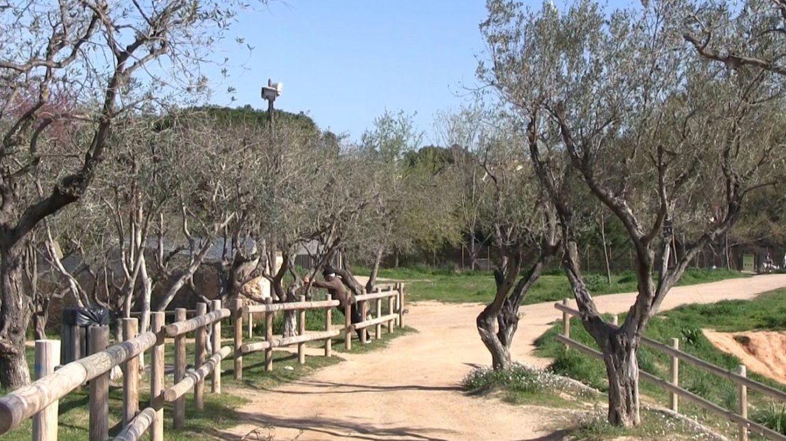 Retiren diversos arbres de Ca n’Oriol per seguretat