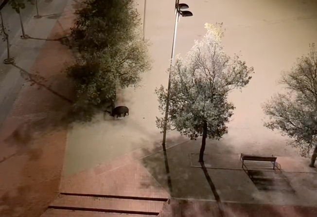 VÍDEO | Escapada nocturna d'un senglar en plena plaça a Sabadell