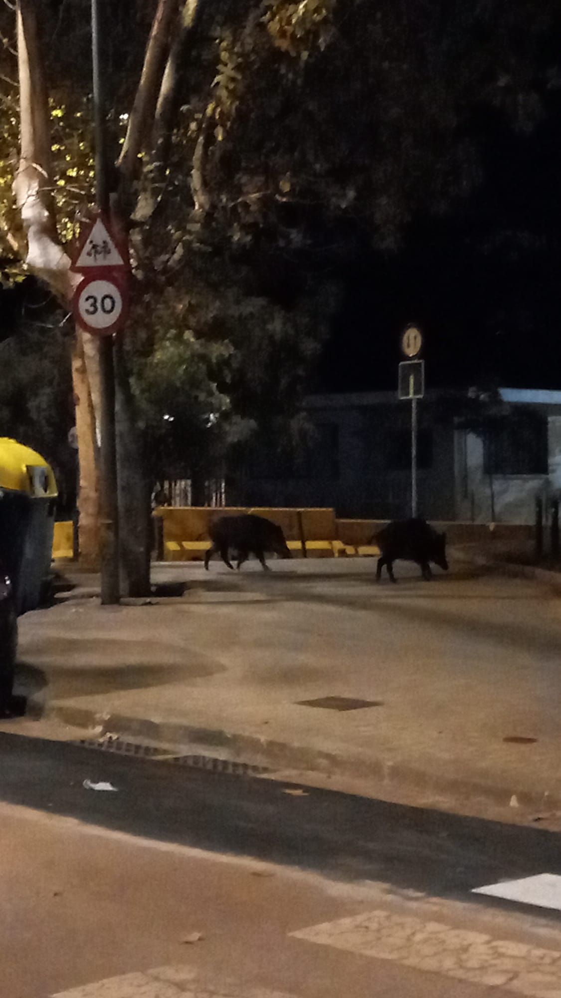 Dos senglars passegen per la Torre de l'Aigua de Sabadell