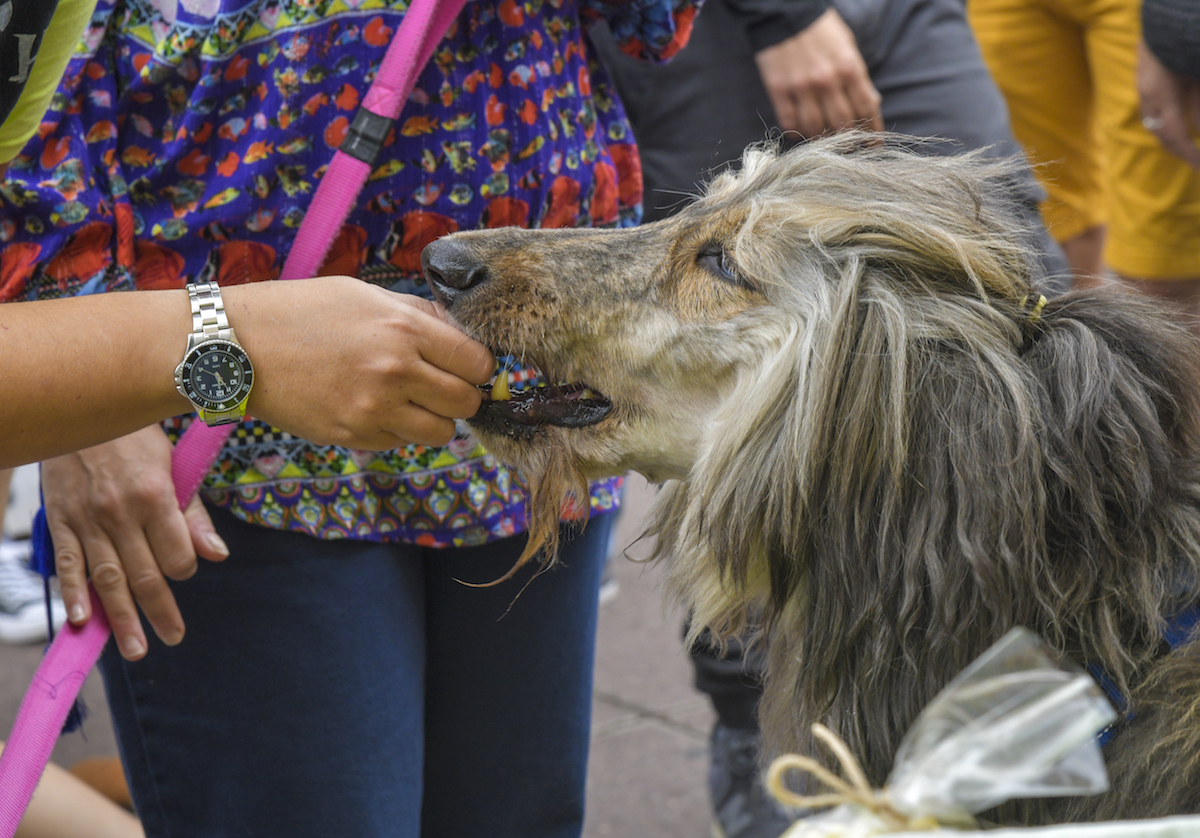 Els animals, protagonistes aquest cap de setmana a Sabadell
