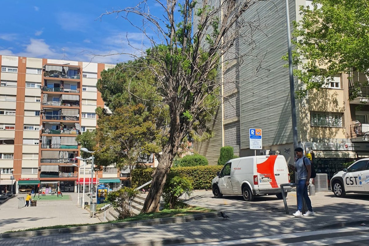 On són els arbres que han tret dels carrers de Rubí?