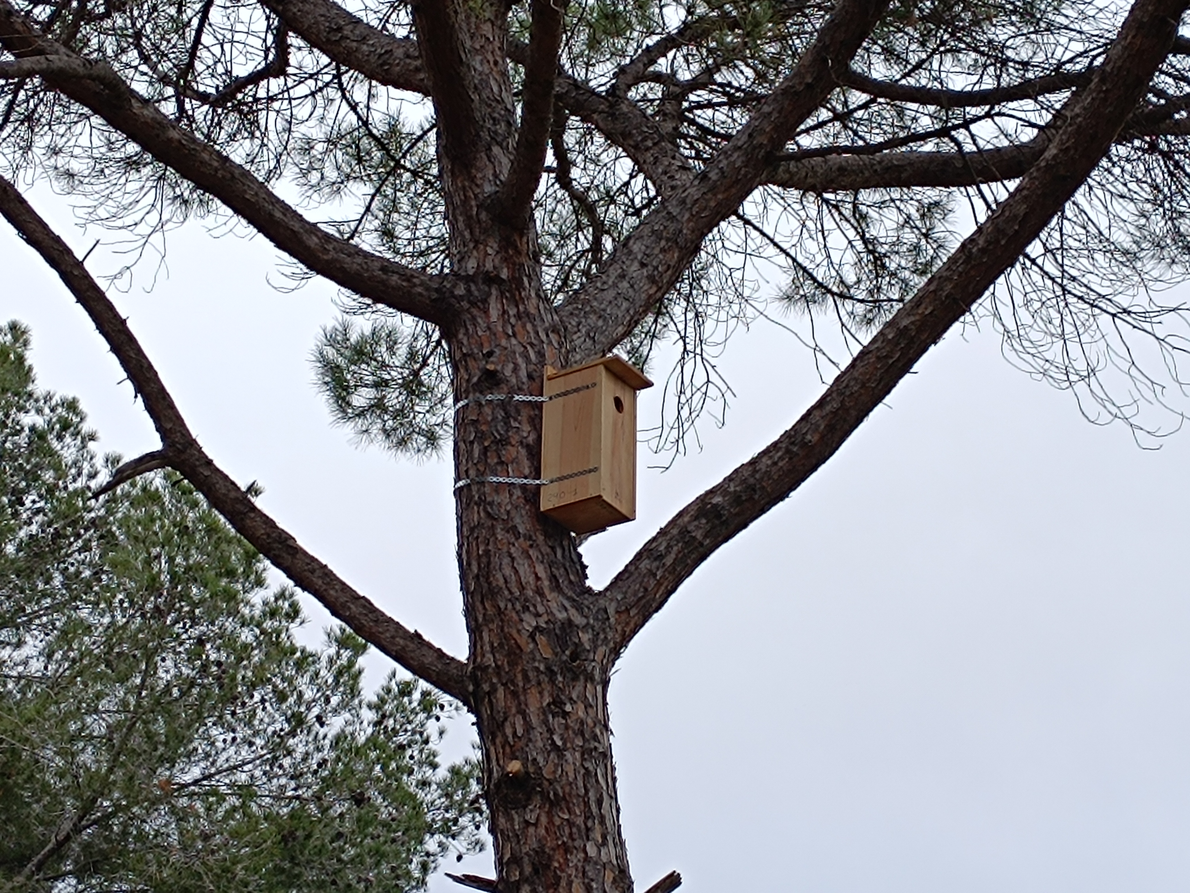 Instal·len 86 nius més per a ocells insectívors i rapinyaires